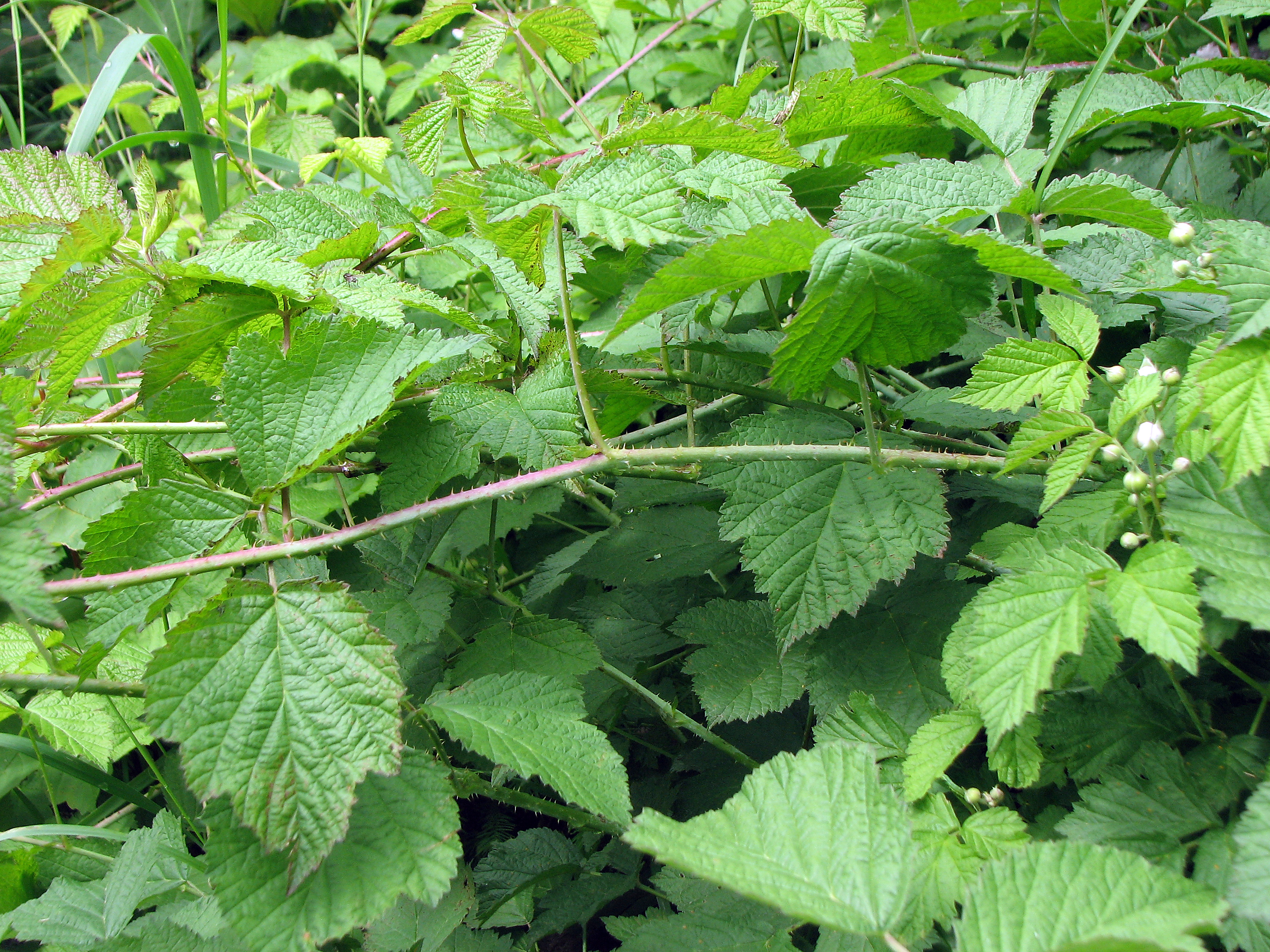 Brombeere
