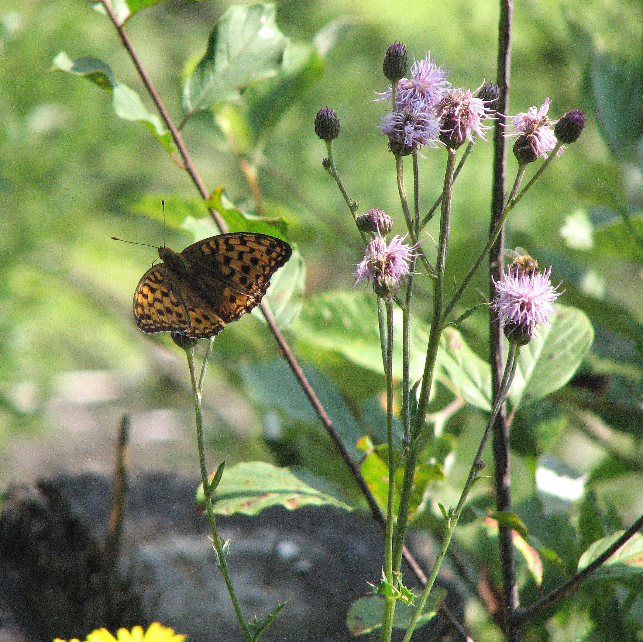 Ackerkratzdistel