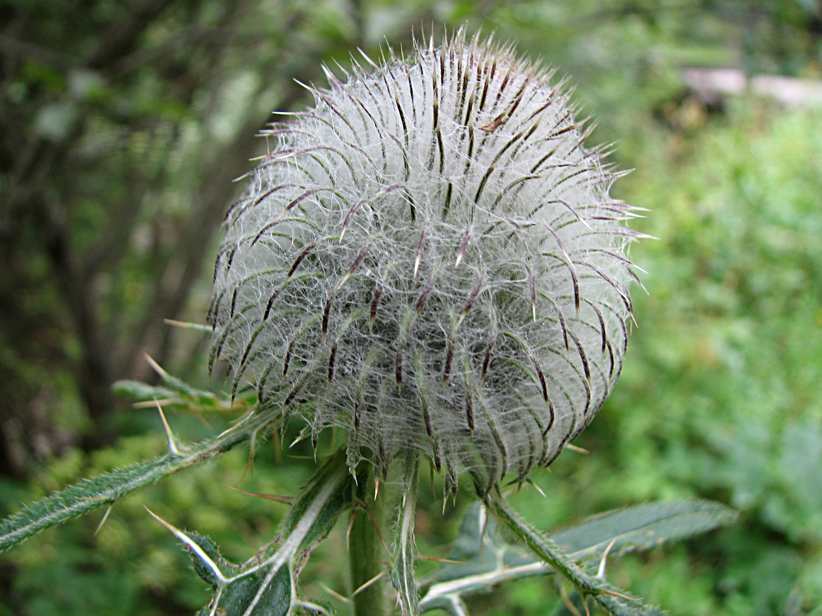 Wollkopfkratzdistel