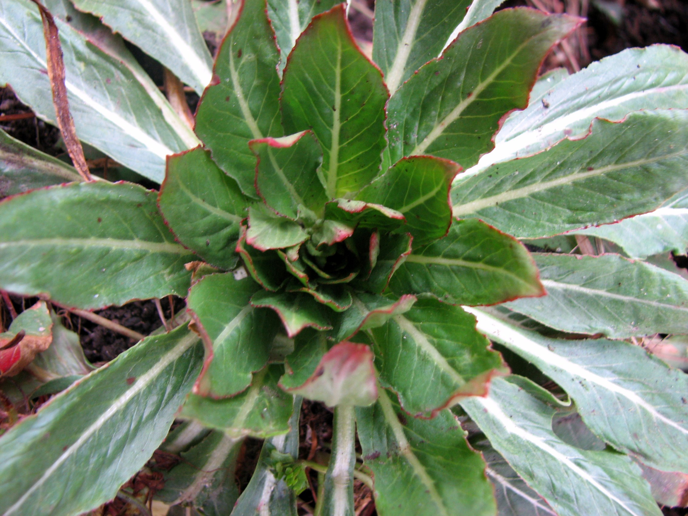 Gewöhnliche Nachtkerze