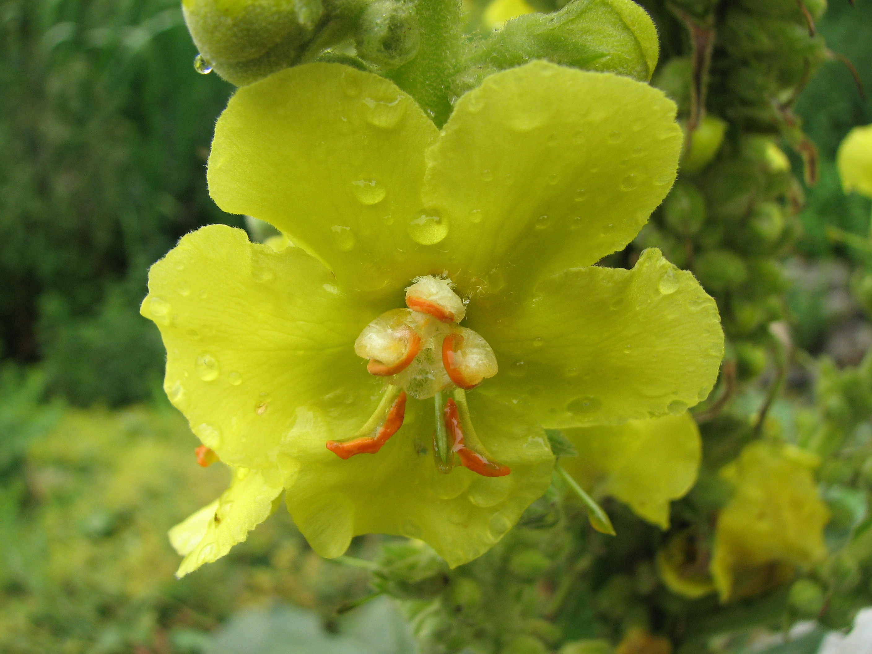 Großblütige Königskerze