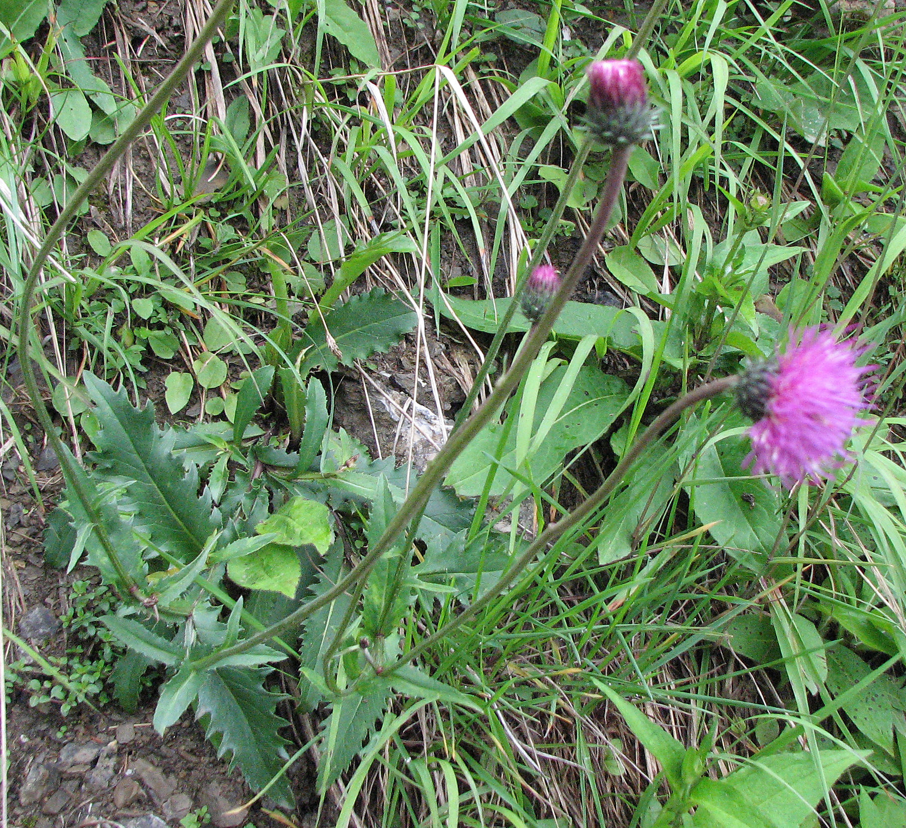 Gewöhnliche Bergdistel