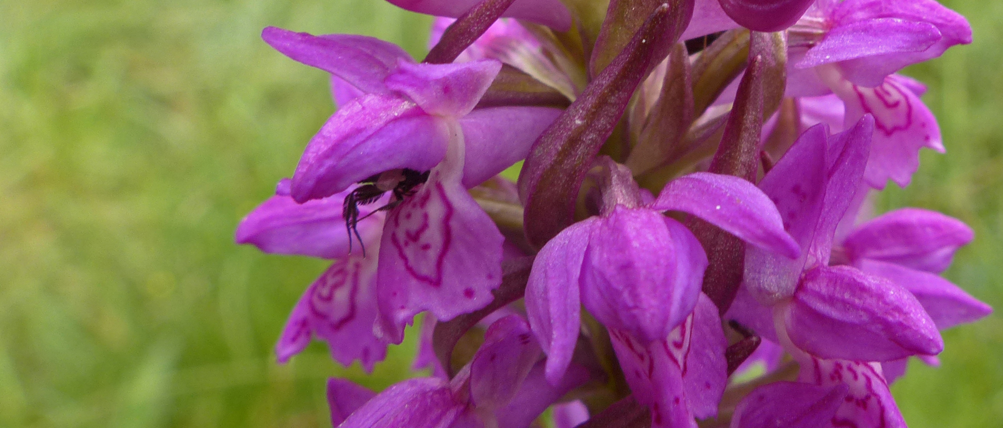 Fleischfarbene Fingerwurz