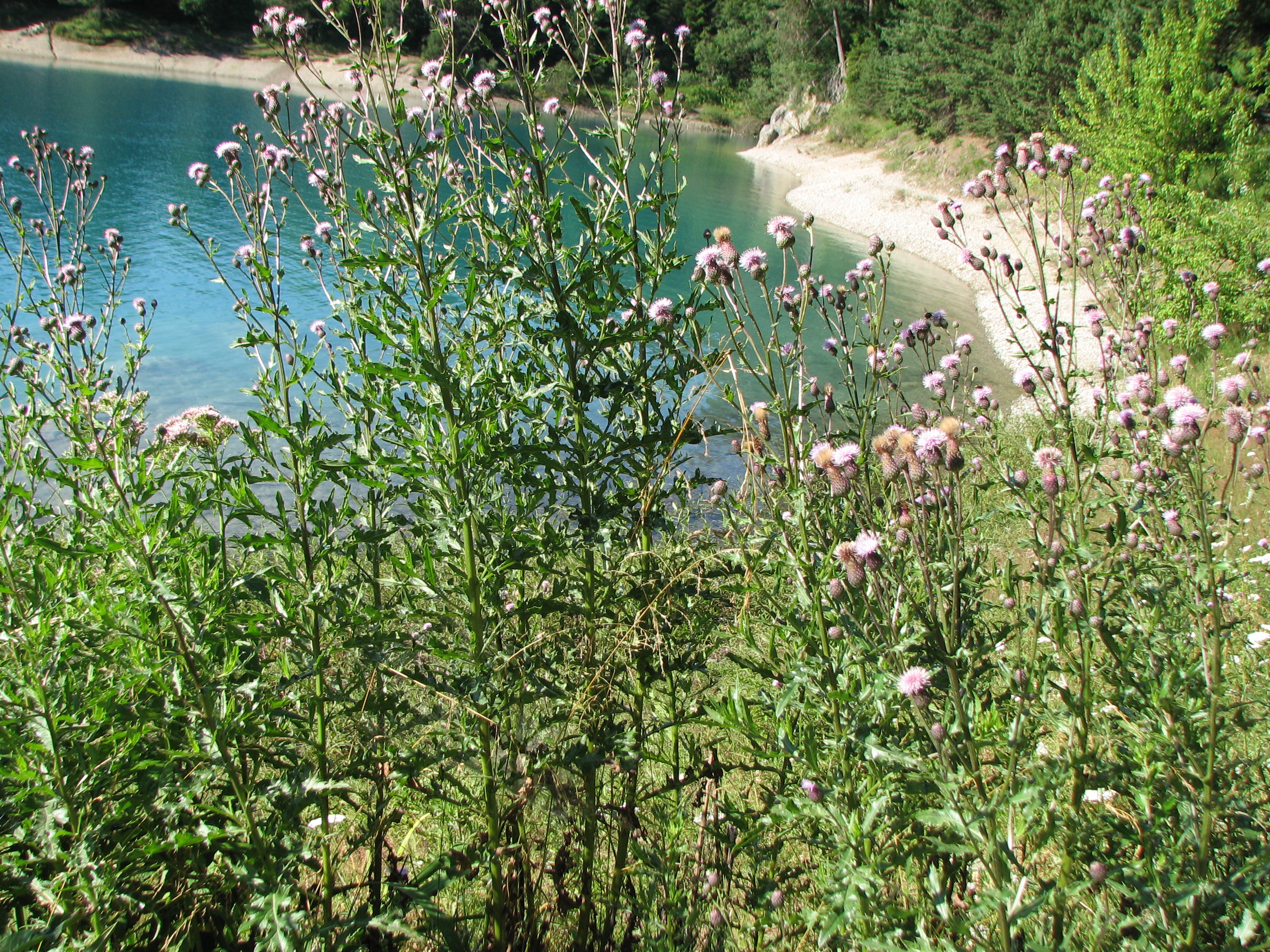 Ackerkratzdistel