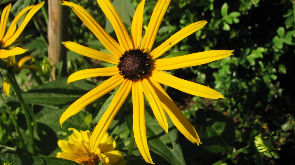 Gewöhnlicher Sonnenhut