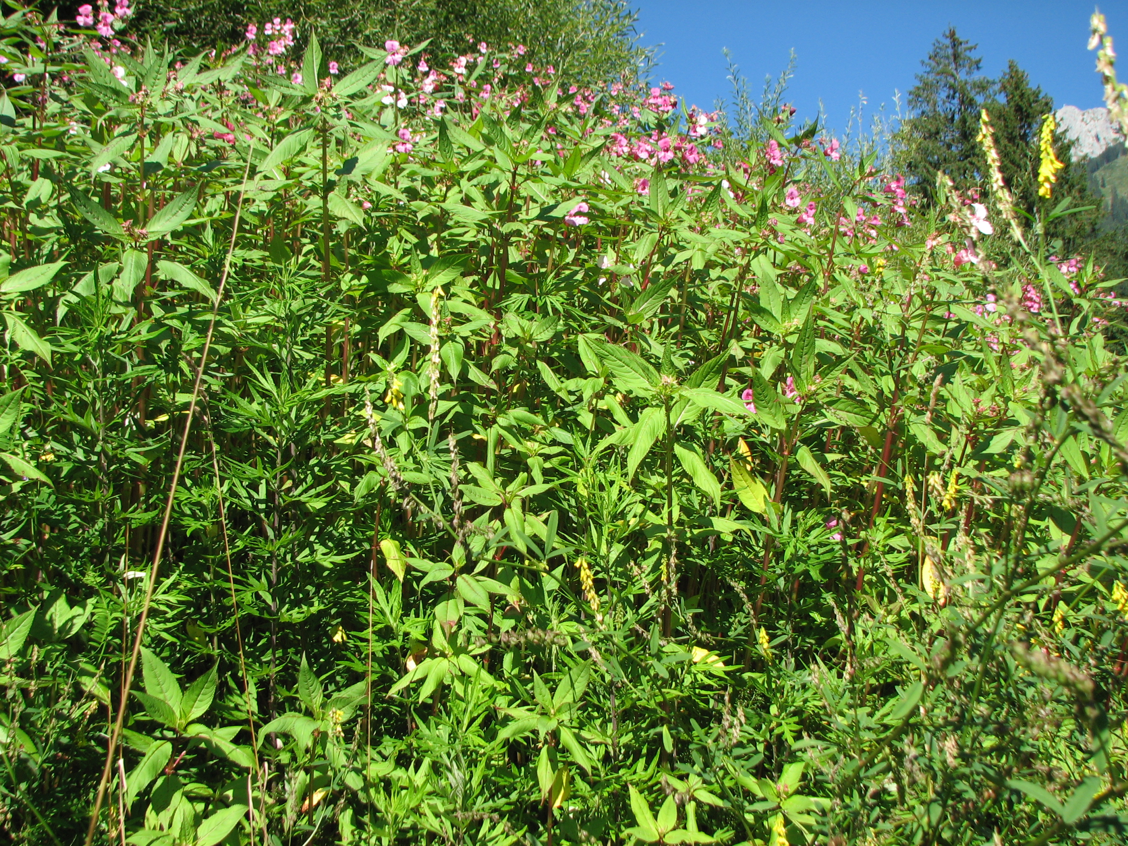 Drüsiges Springkraut