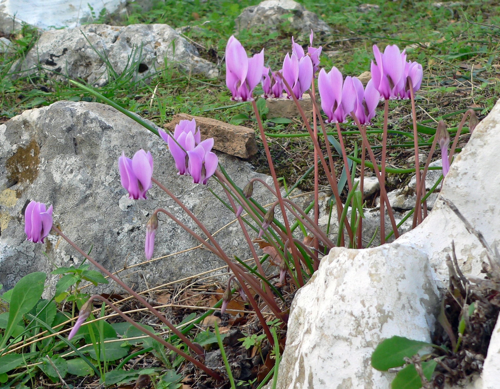 Griechisches Alpenveilchen