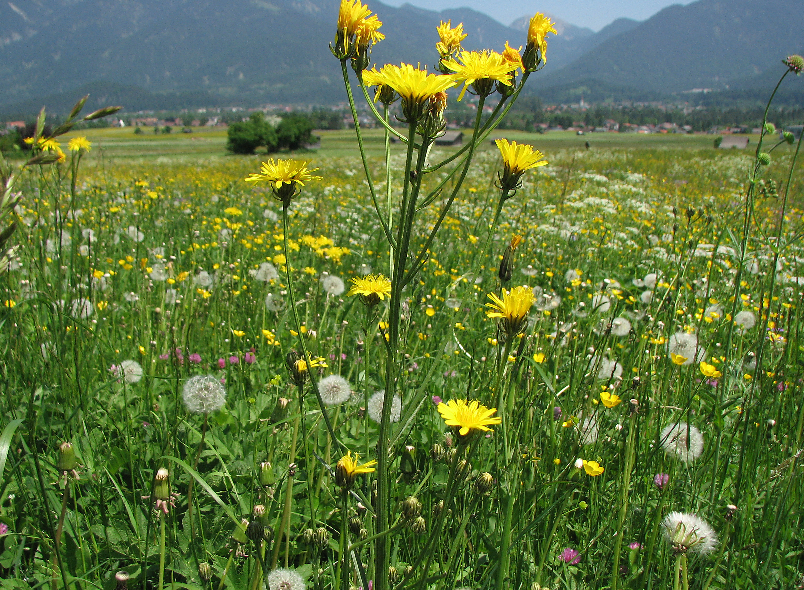 Wiesenpippau