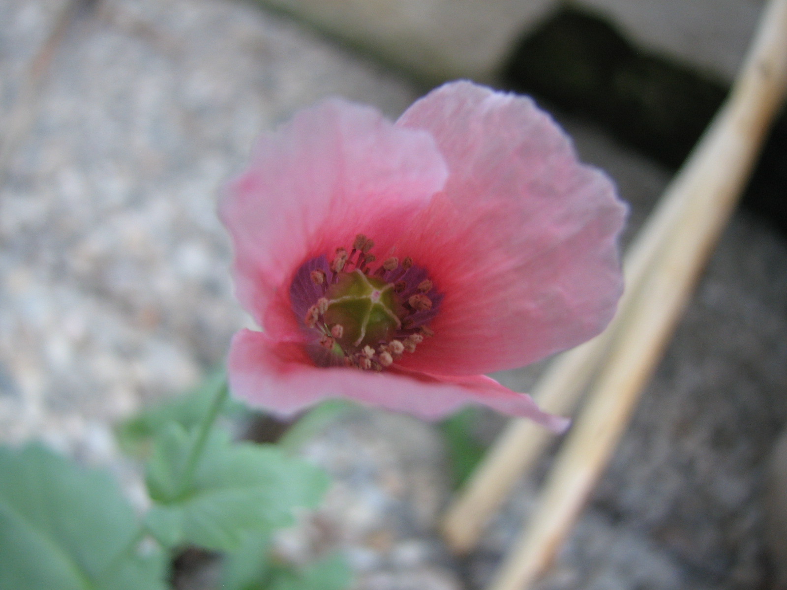 Schlafmohn