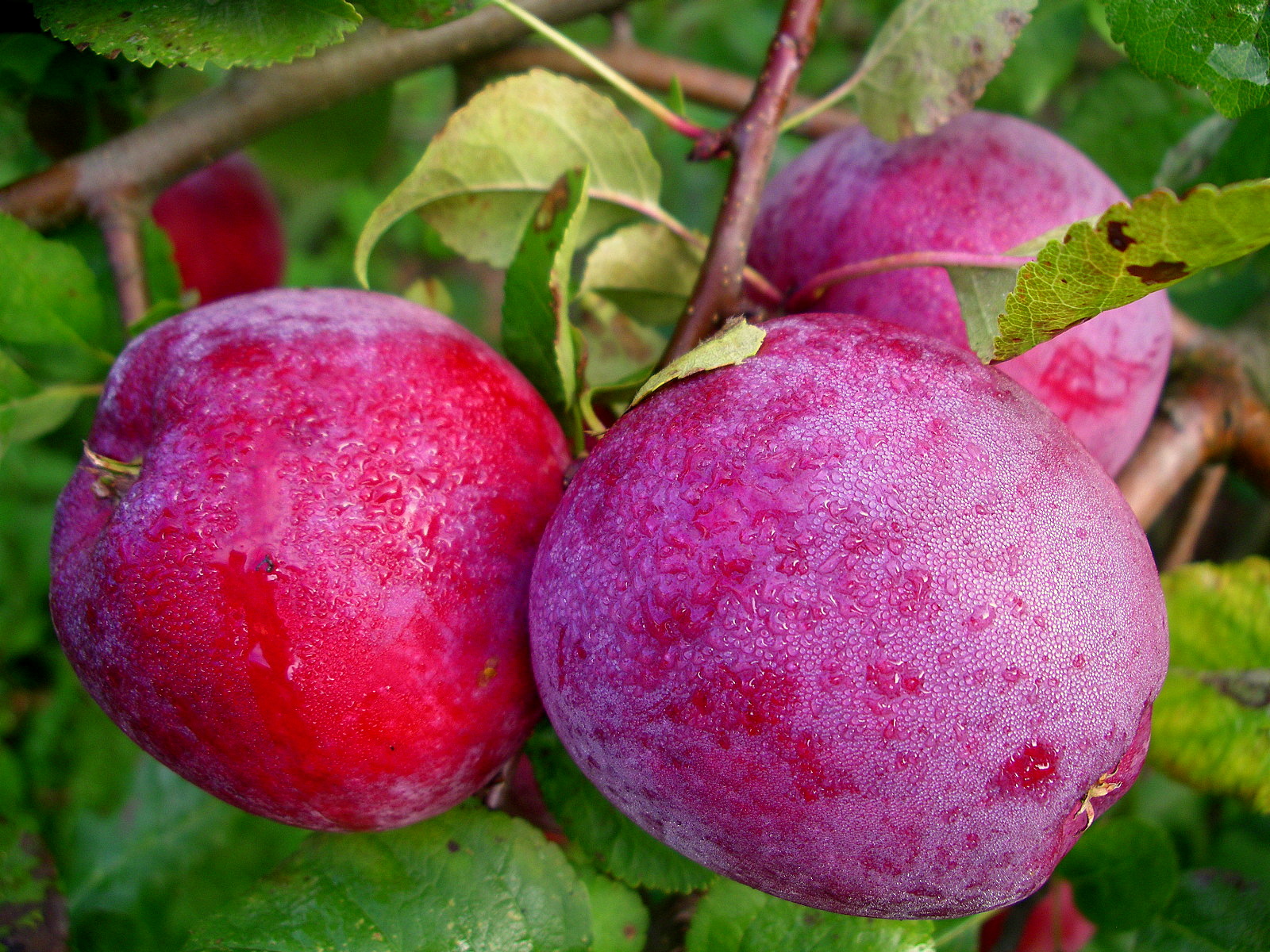 Apfel