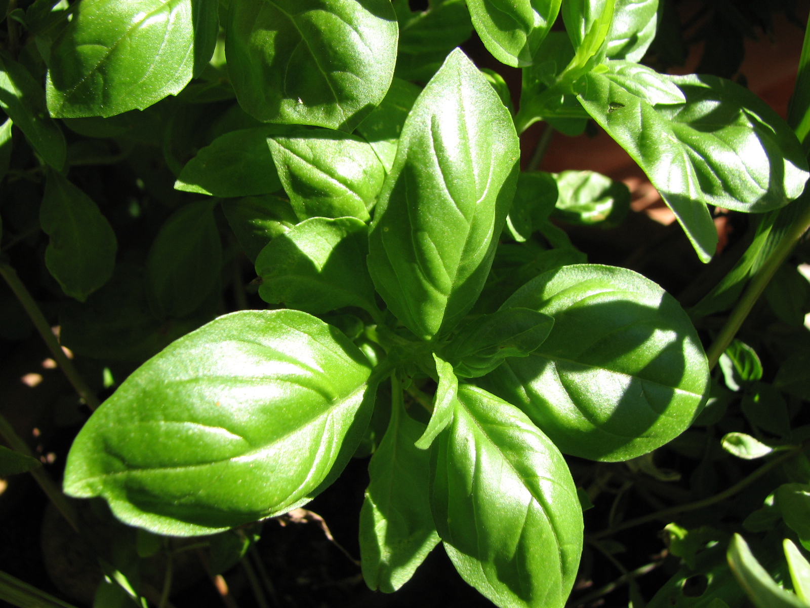 Pesto alla Genovese 