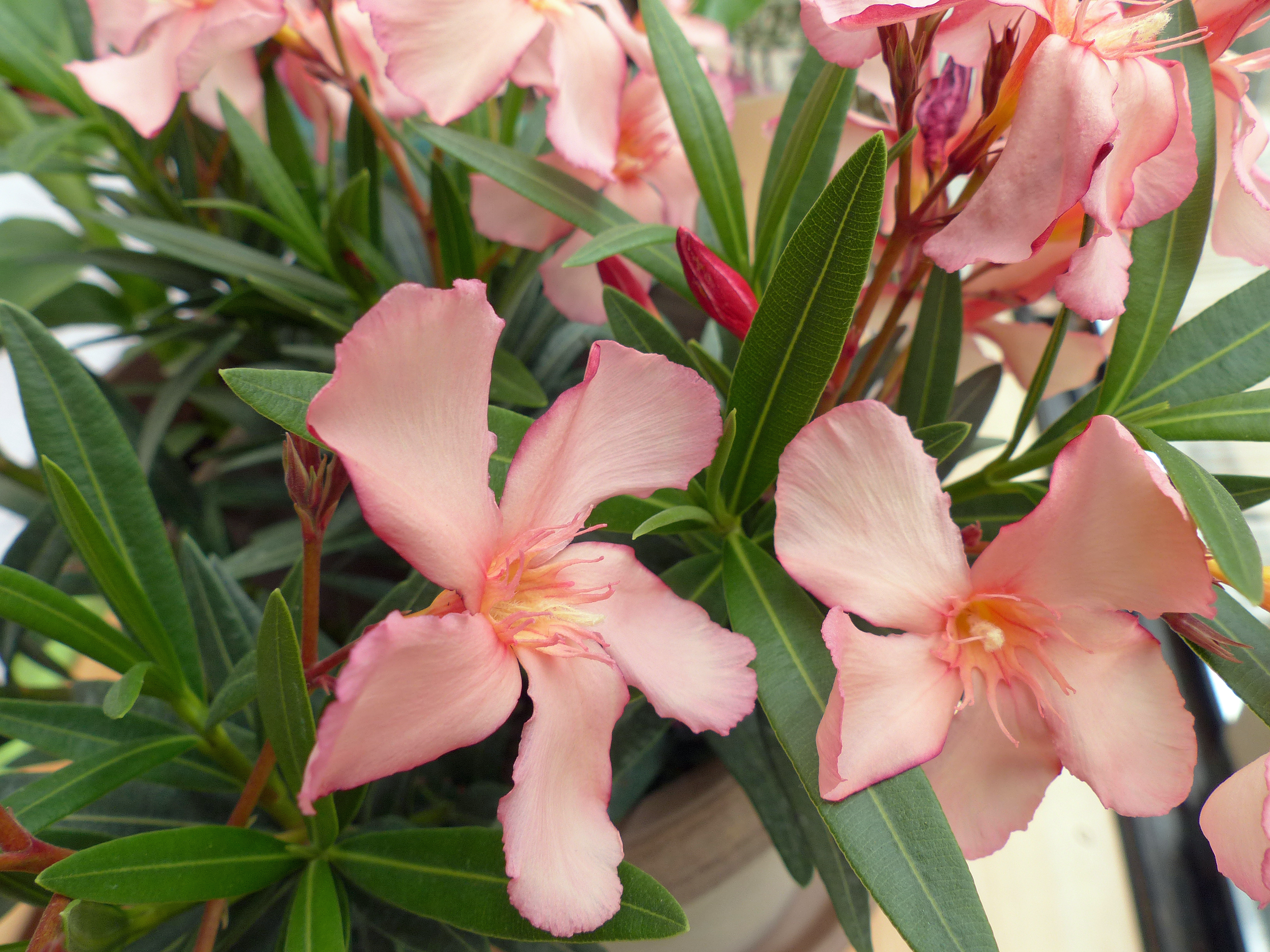Oleander