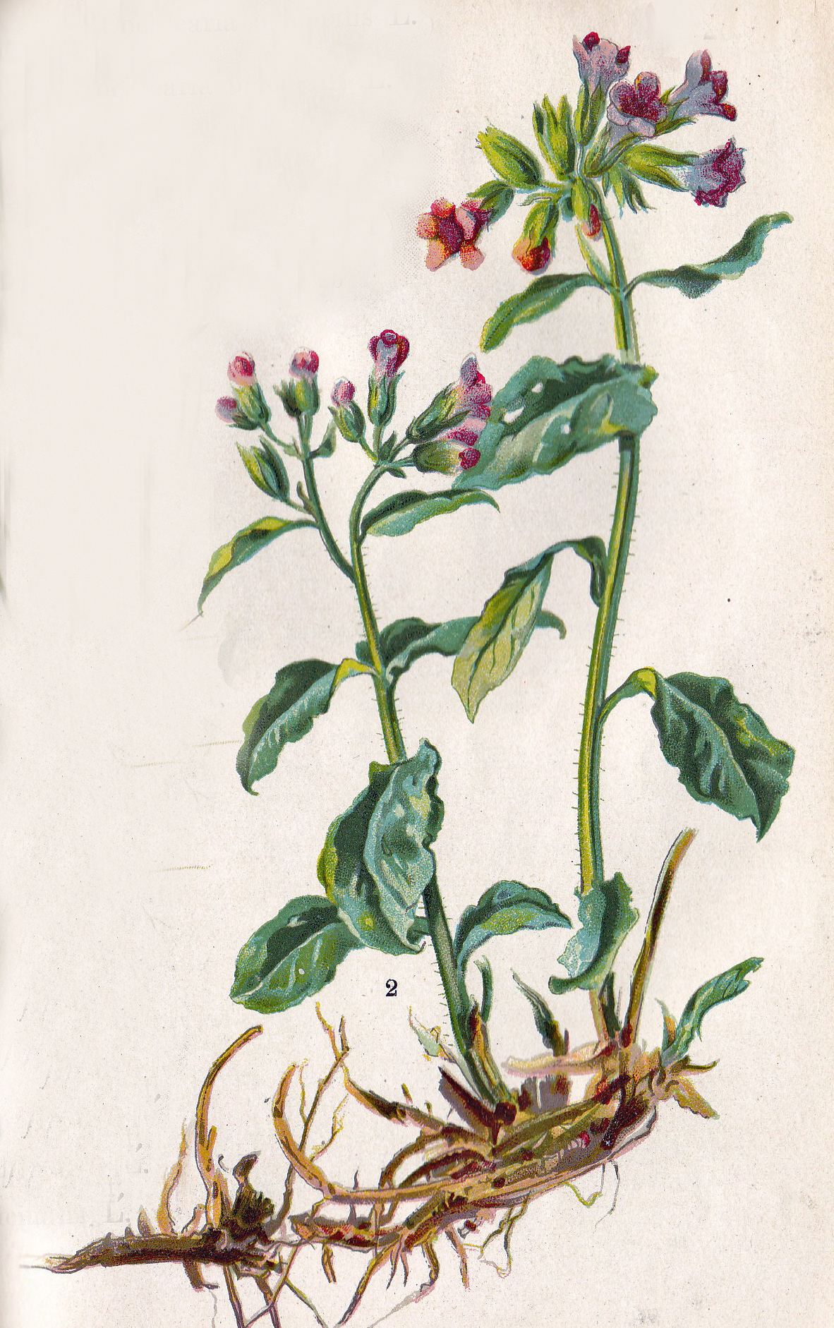 Geflecktes Lungenkraut