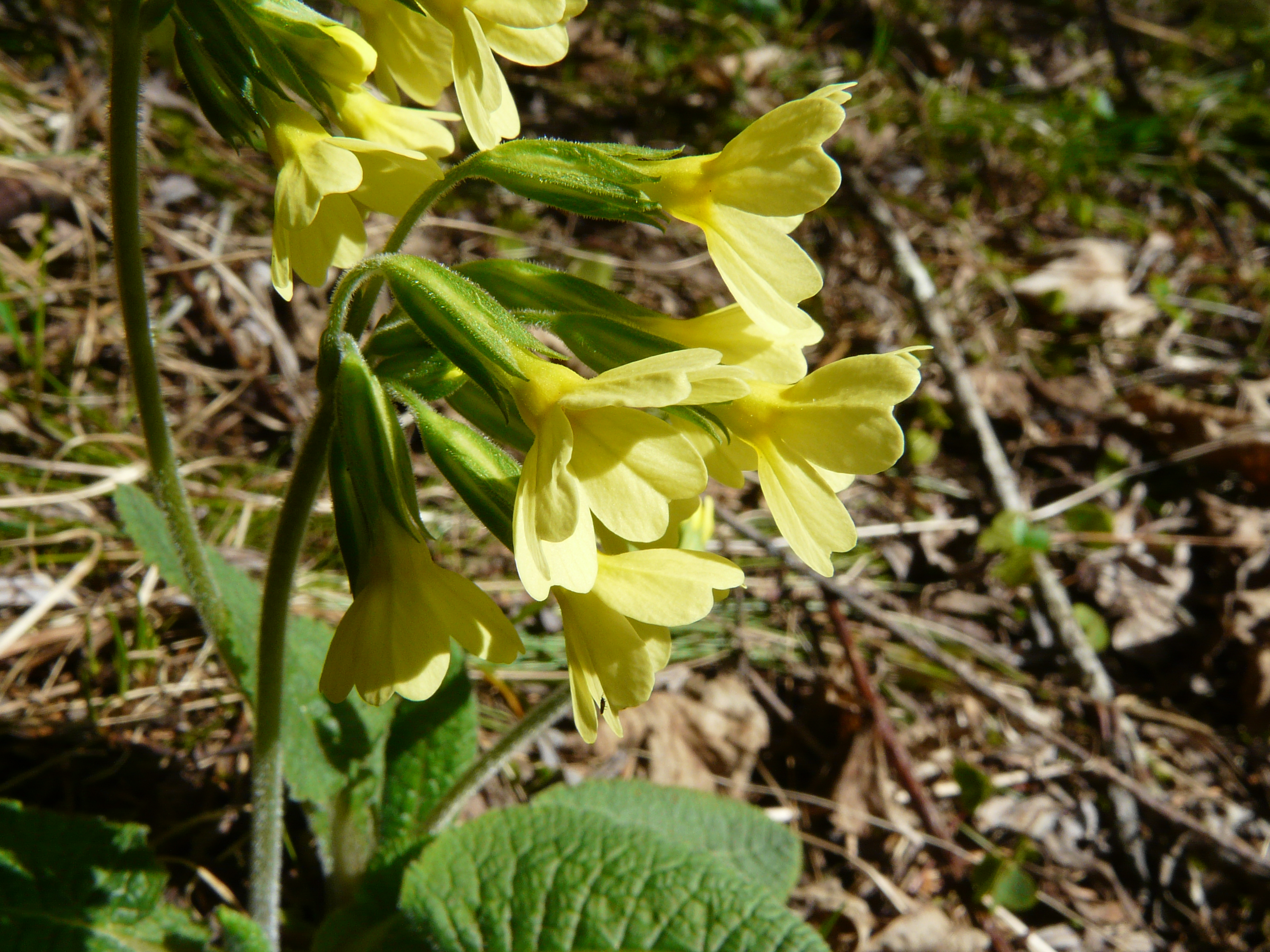 Hohe Schlüsselblume