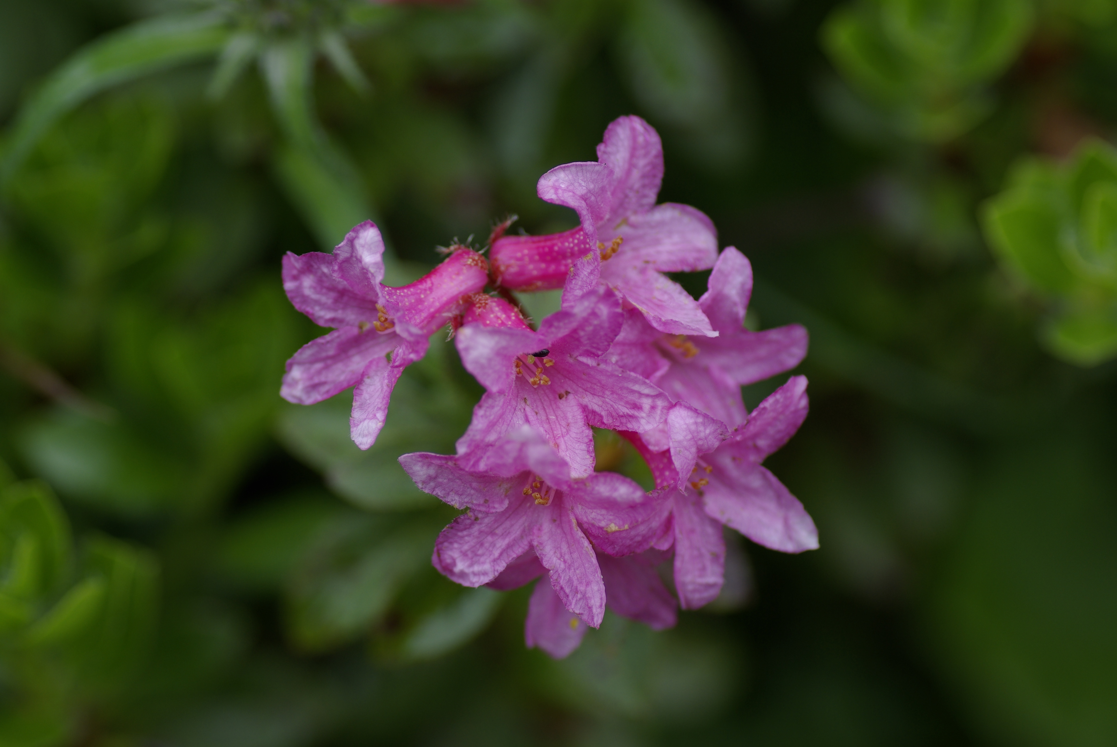 Rostblättrige Alpenrose