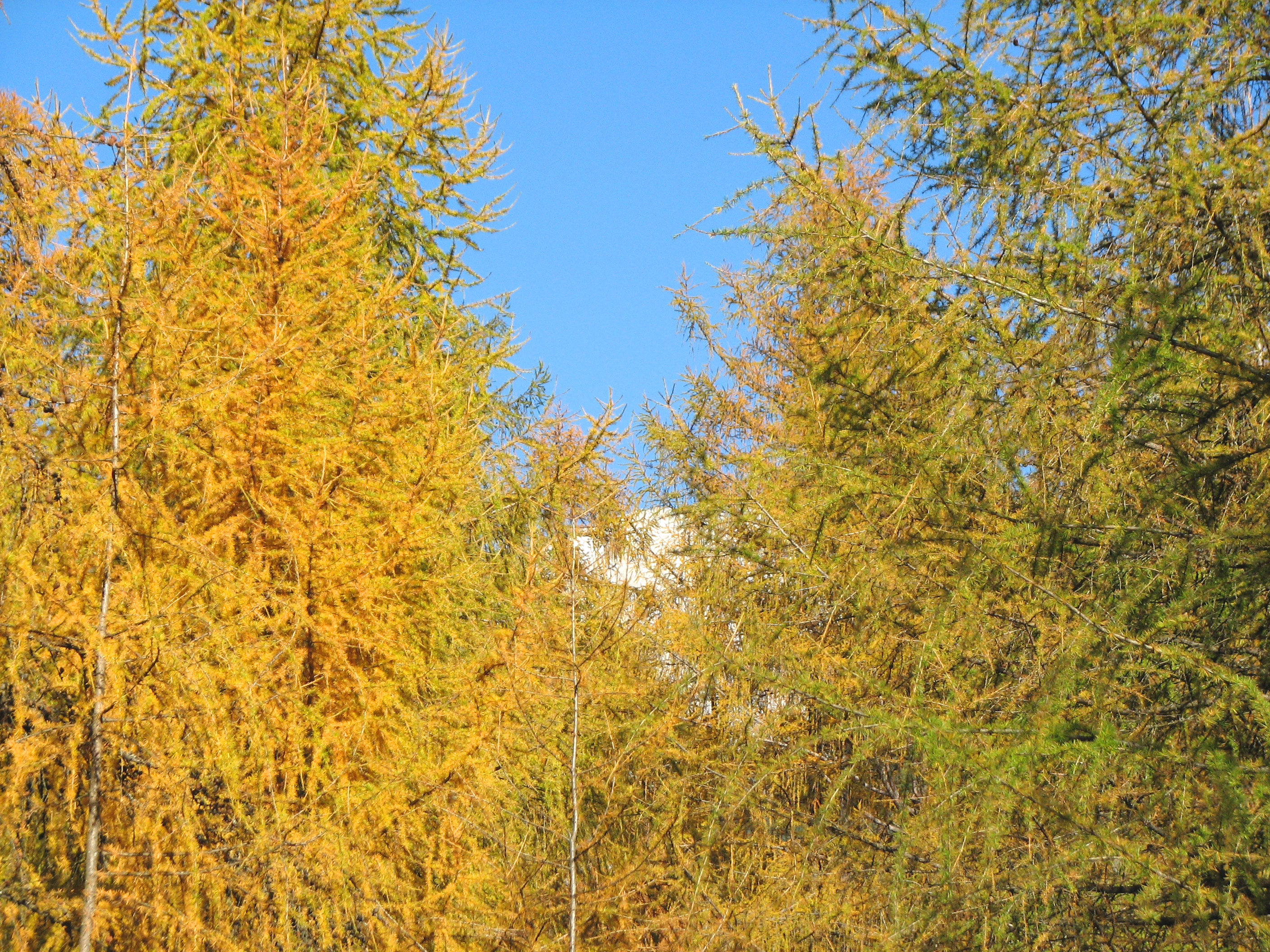 Europäische Lärche