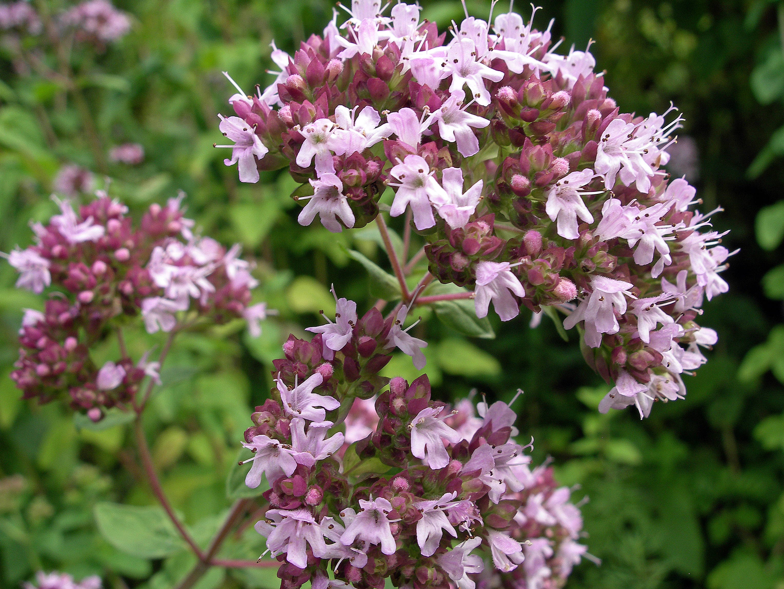 Oregano