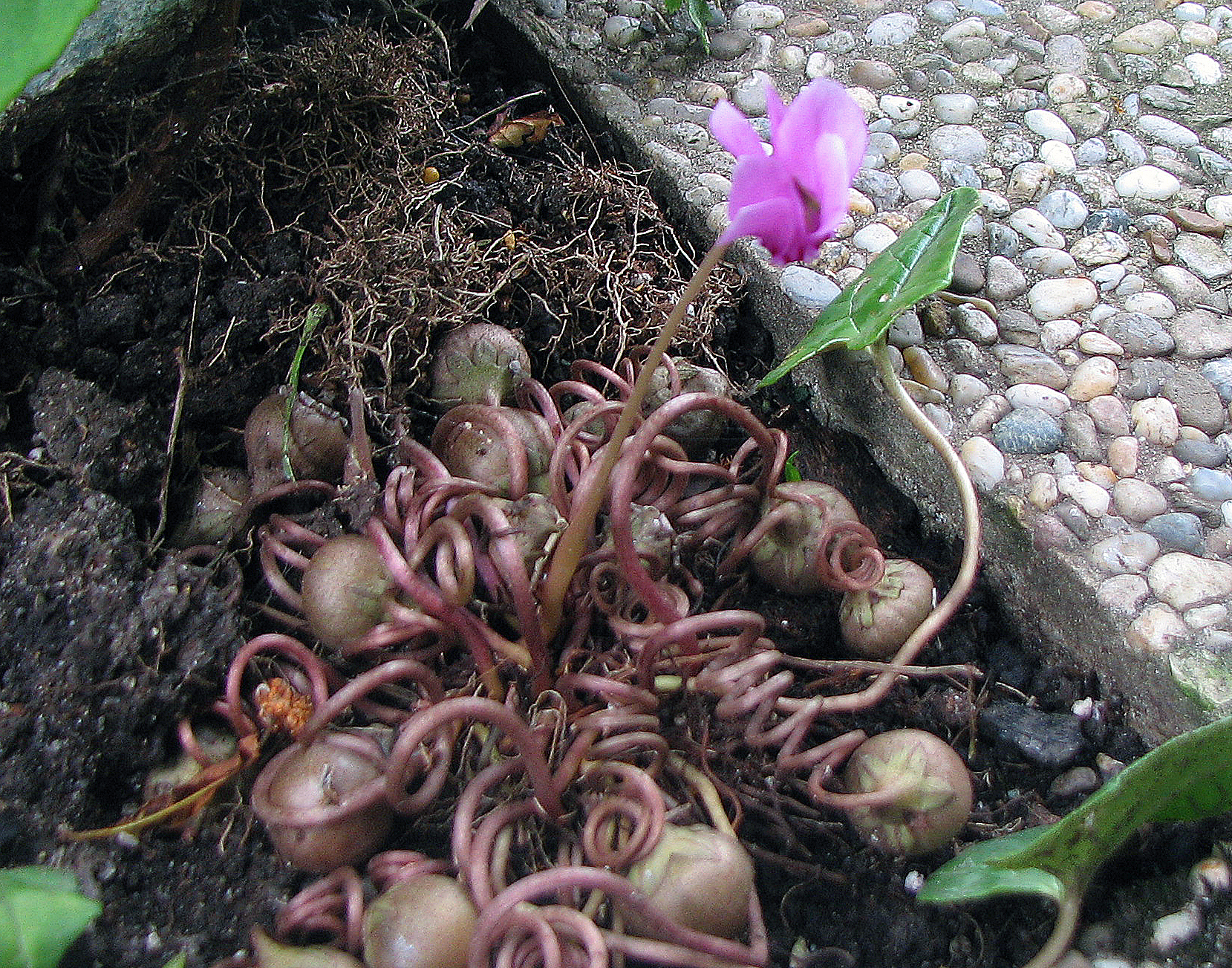 Efeublättriges Alpenveilchen