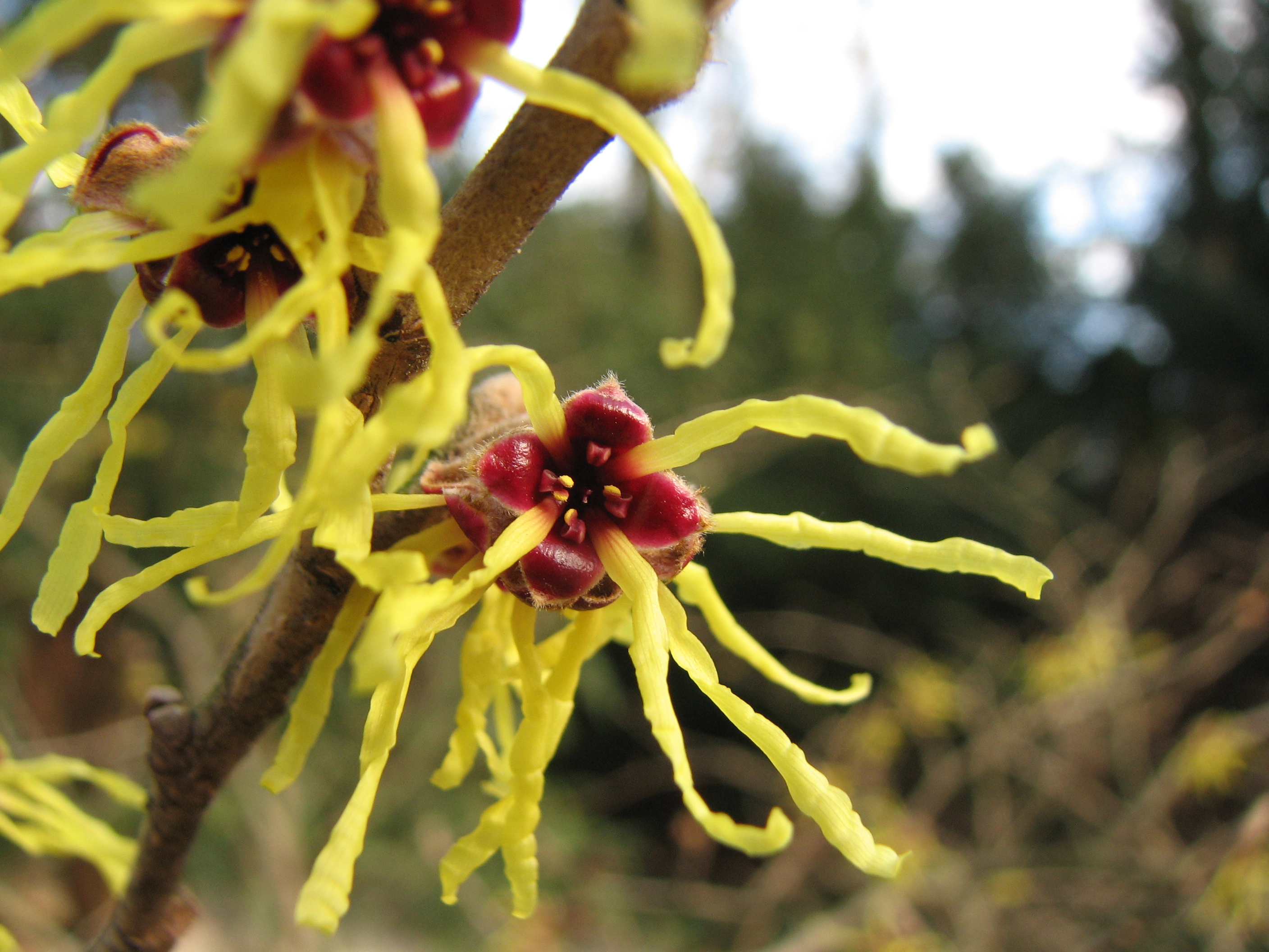 Hamamelis
