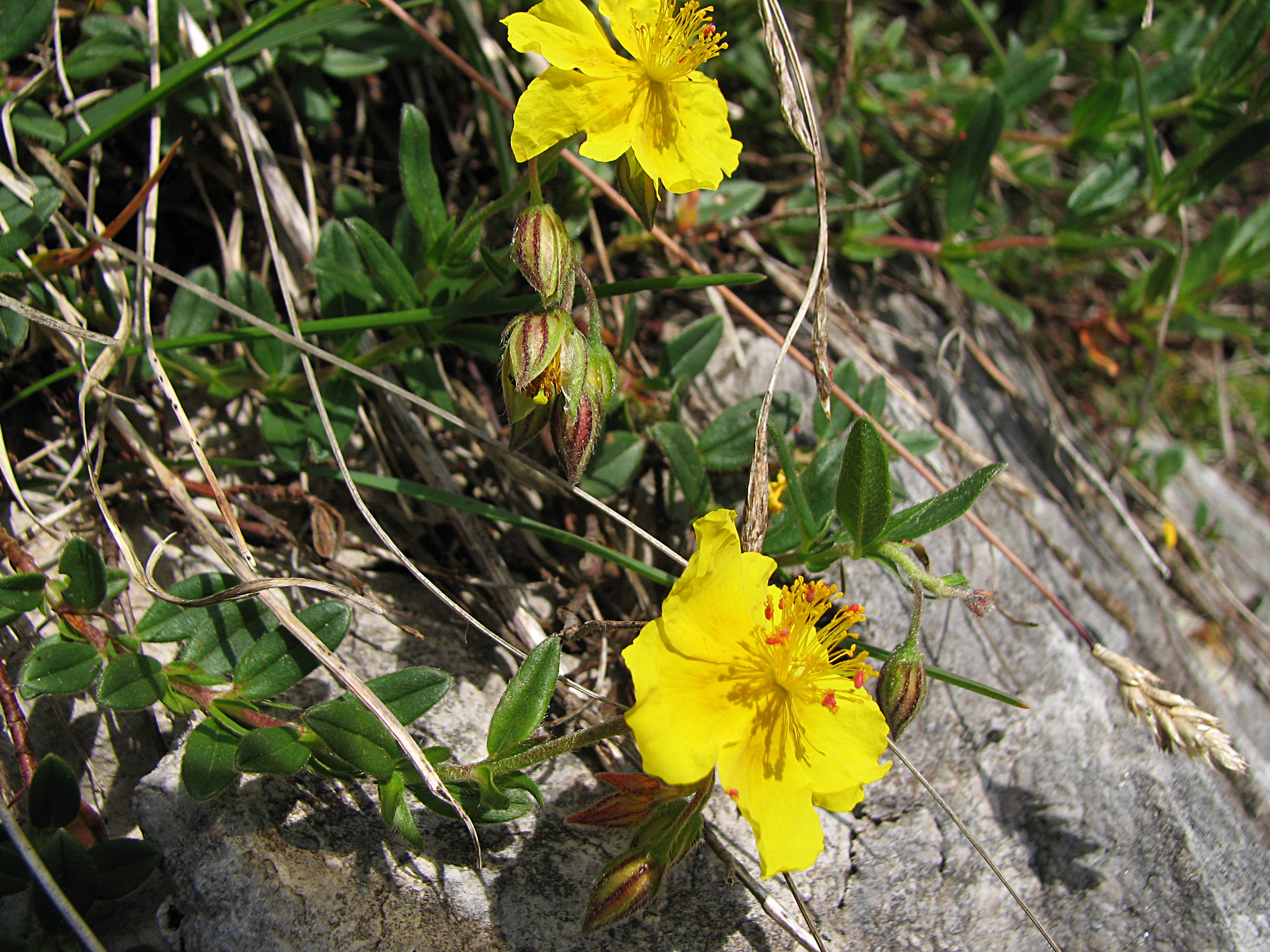 Gelbes Sonnenröschen