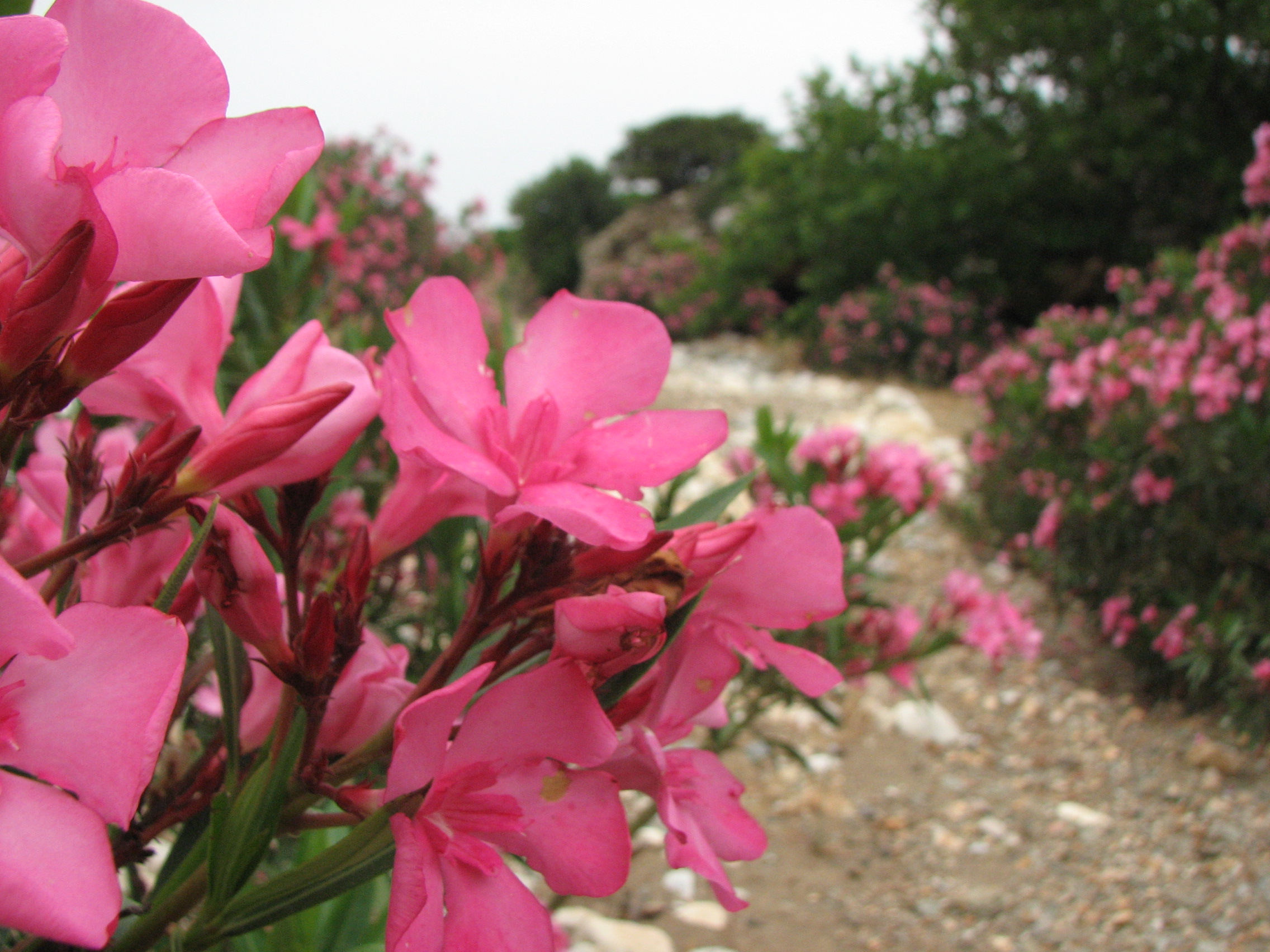 Oleander