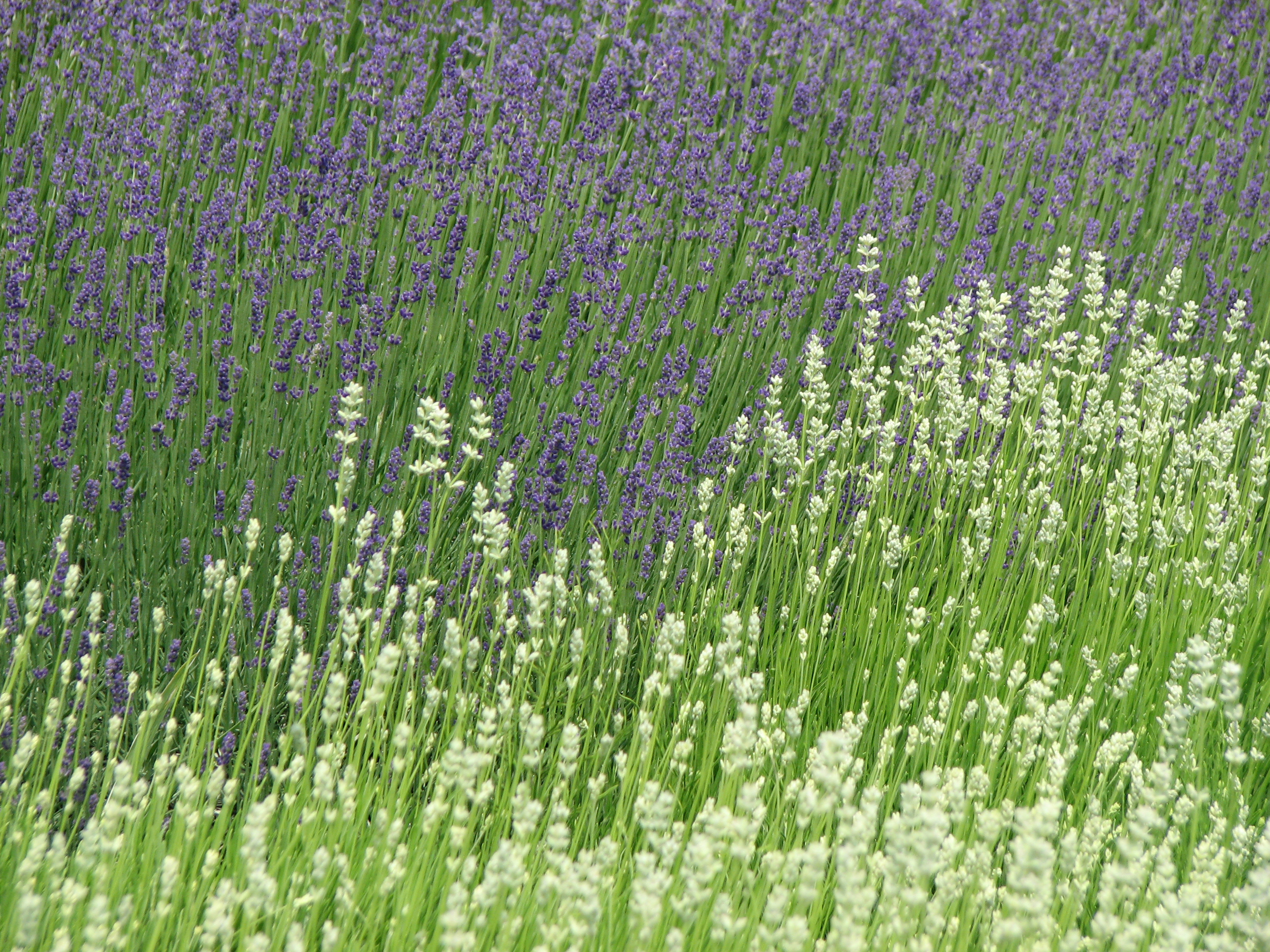 Echter Lavendel