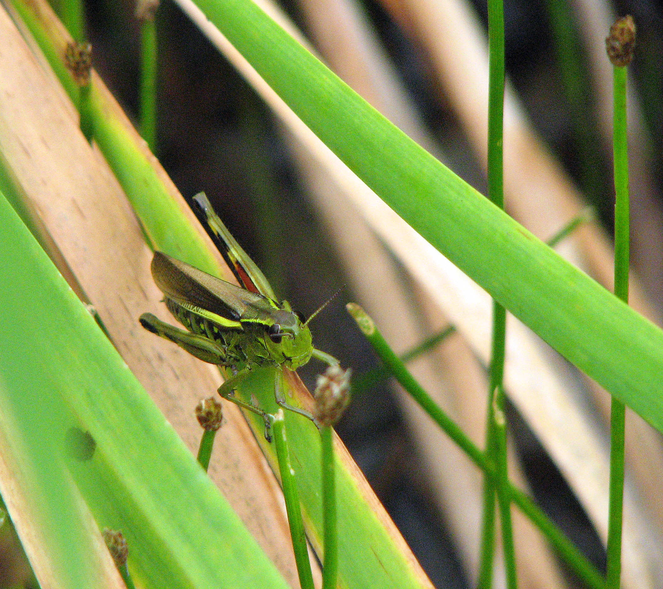Gewöhnliche Sumpfbinse