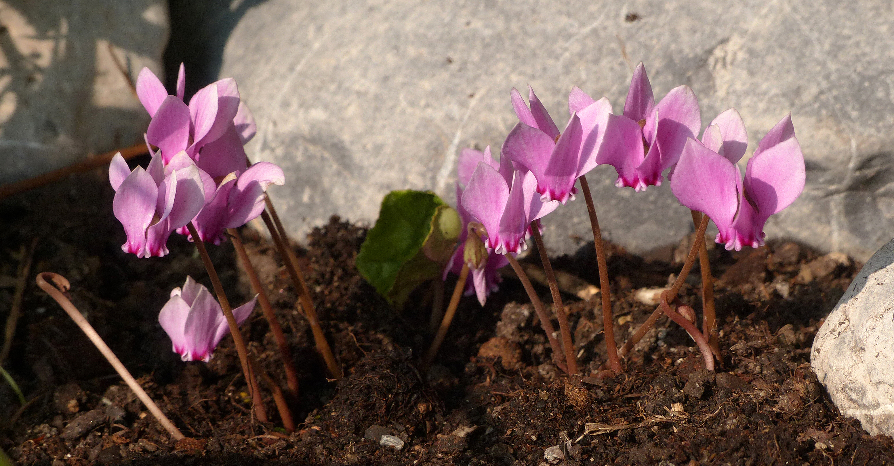 Efeublättriges Alpenveilchen