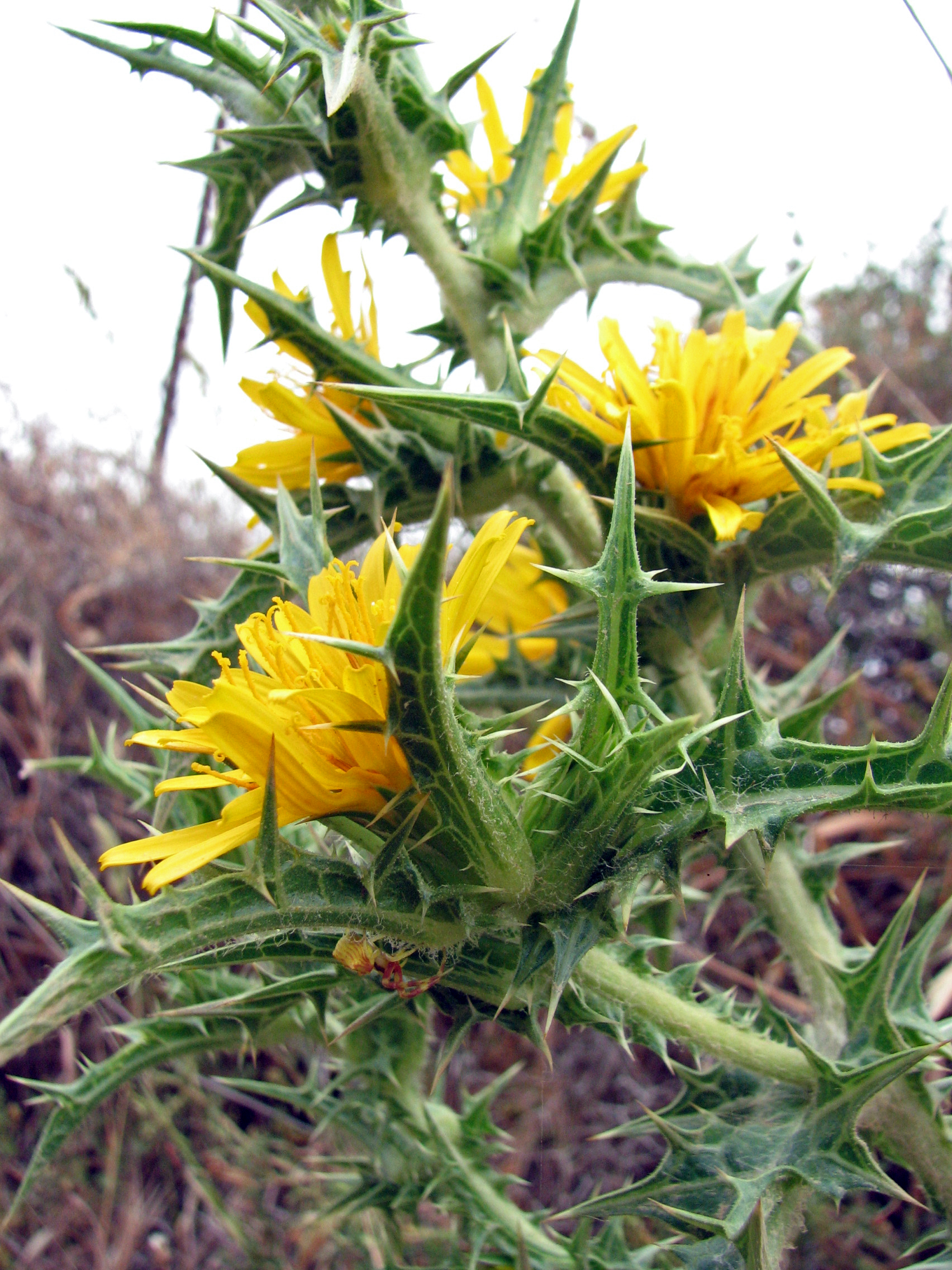 Spanische Golddistel