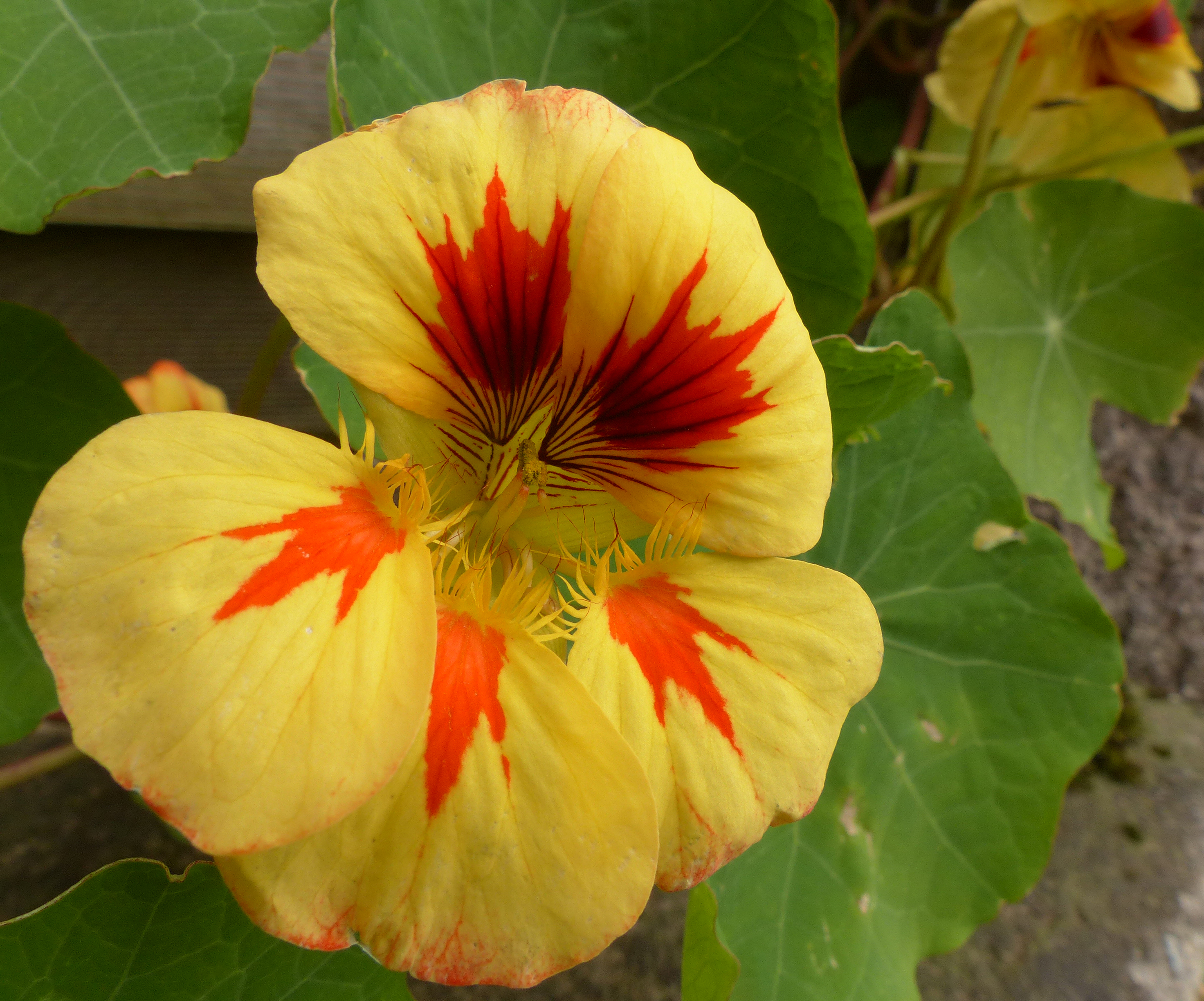 Große Kapuzinerkresse