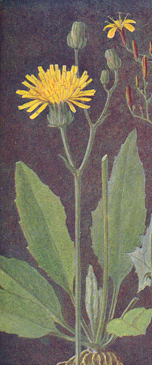 Mauerhabichtskraut