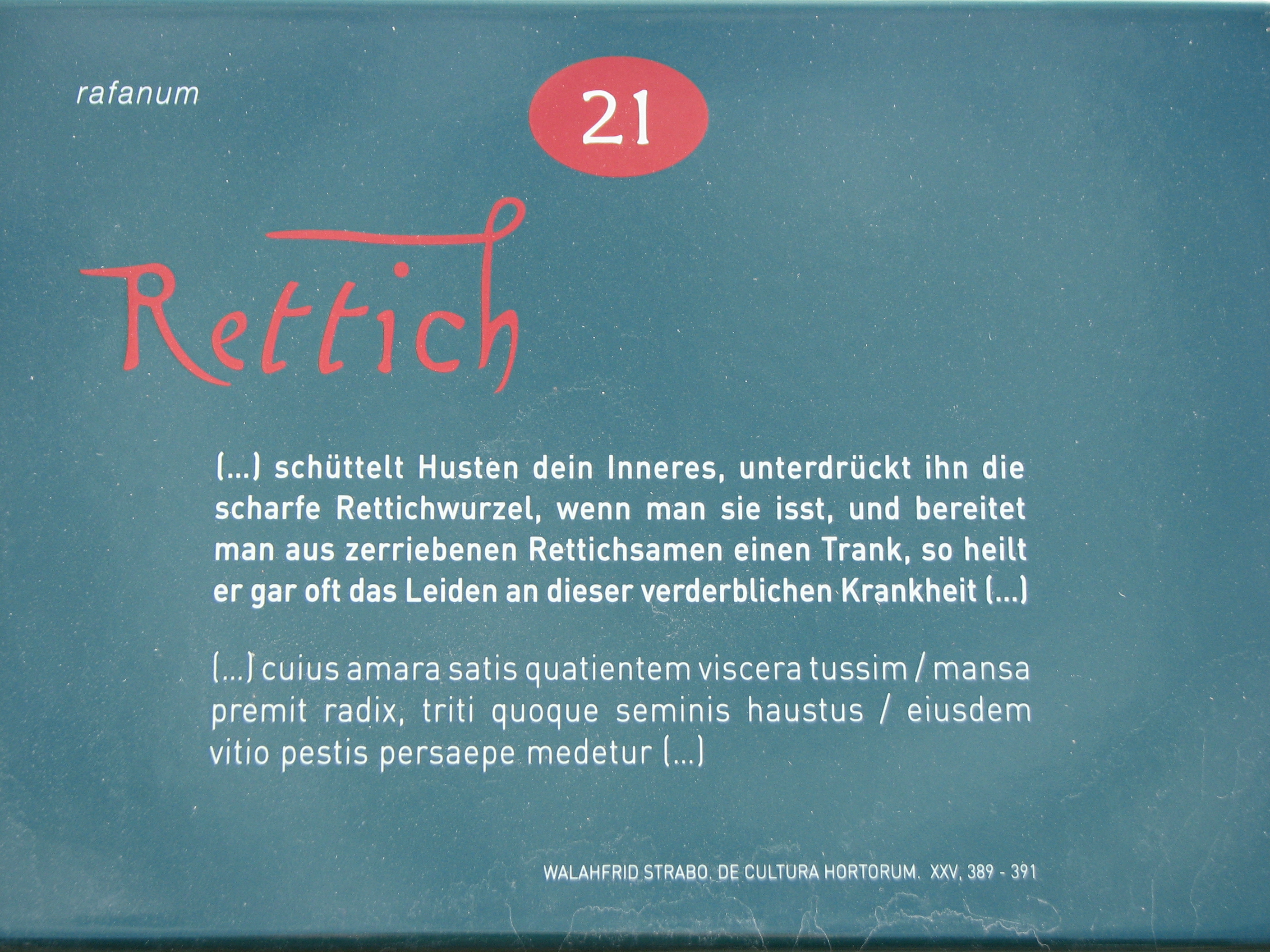 Schwarzer Winterrettich