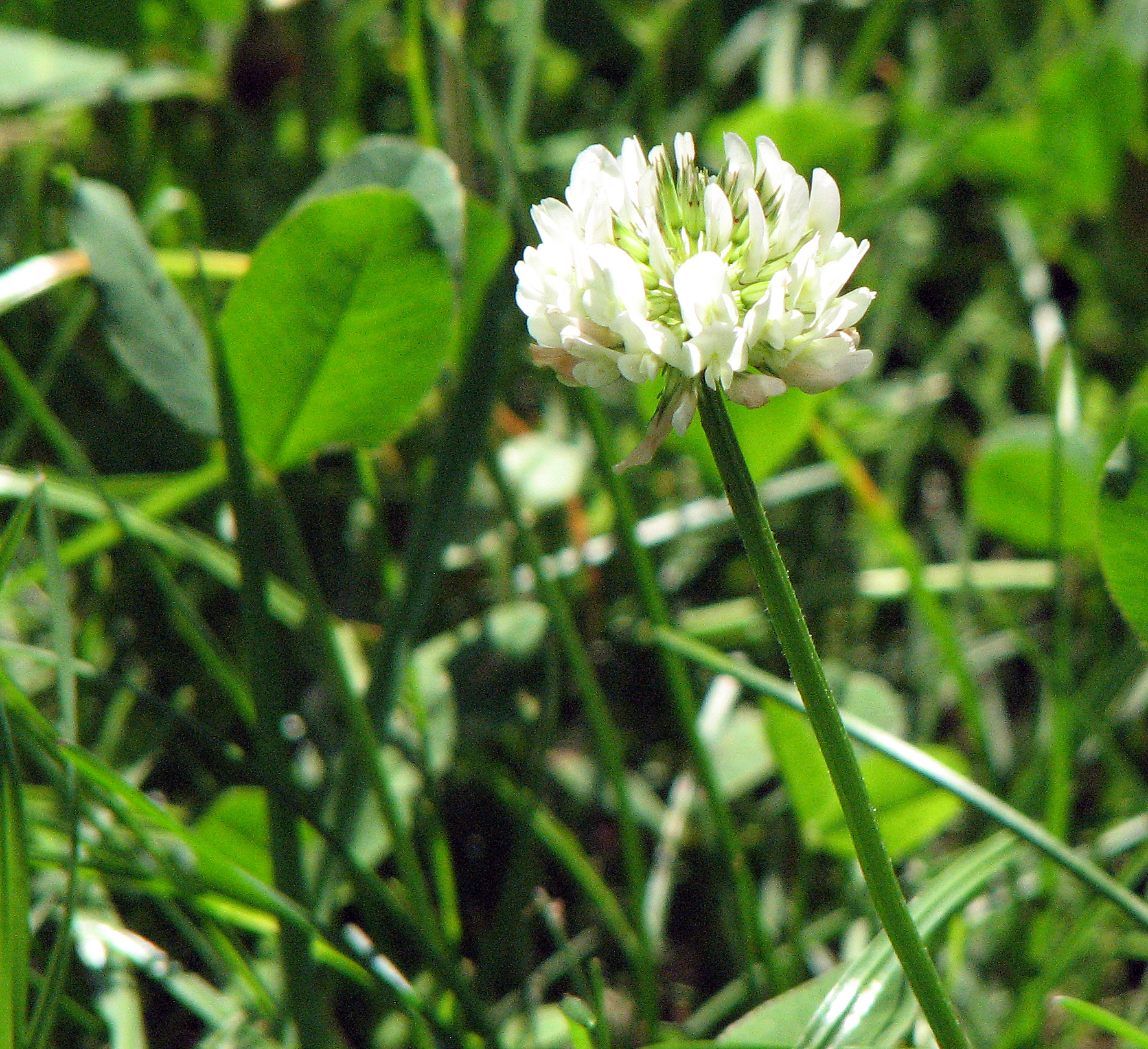 Weißklee