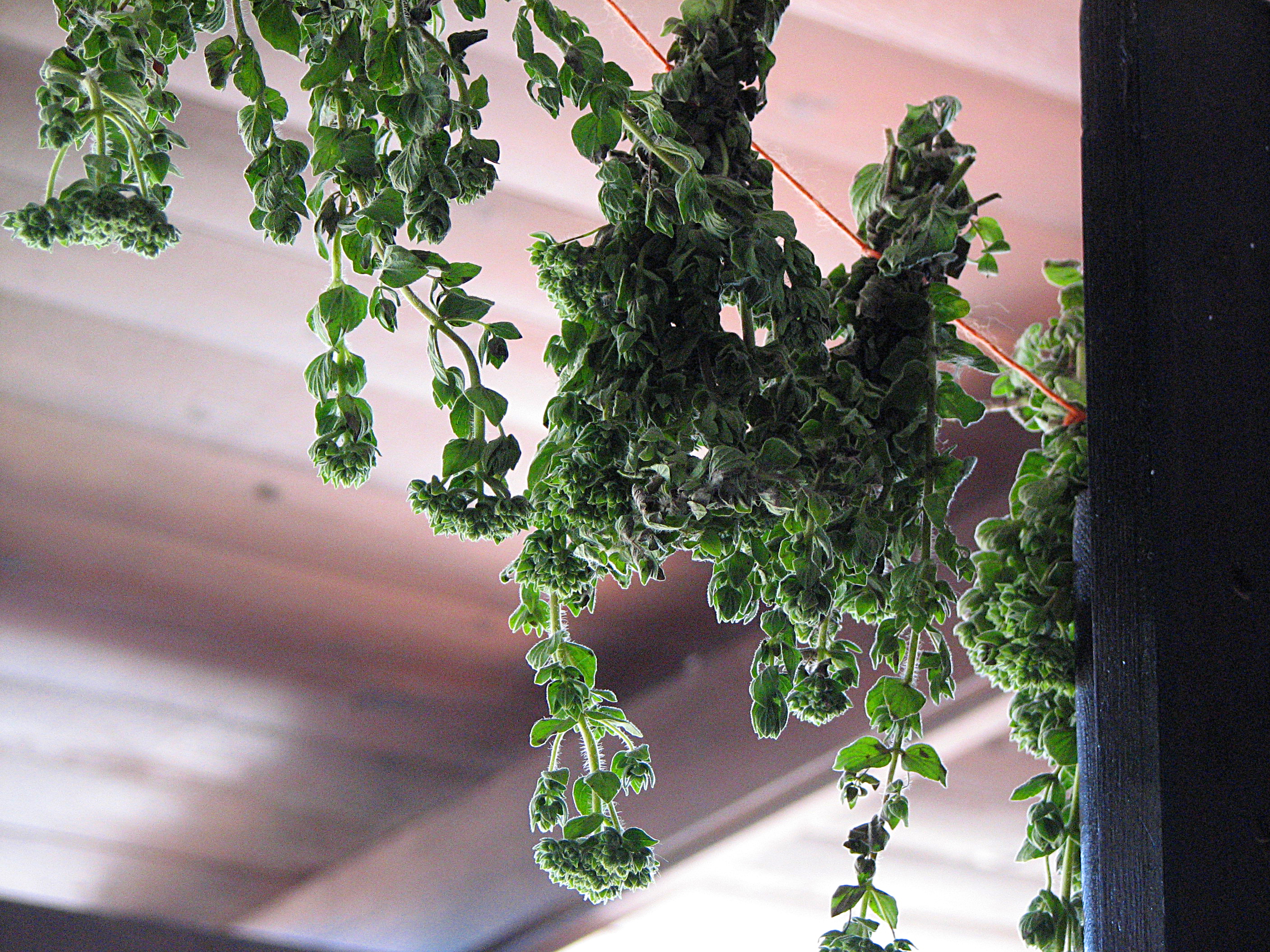 <p>Hier trocknet - waagrecht gespannt - <a href="https://www.wildfind.com/pflanzen/onites-oregano">Oregano</a></p>