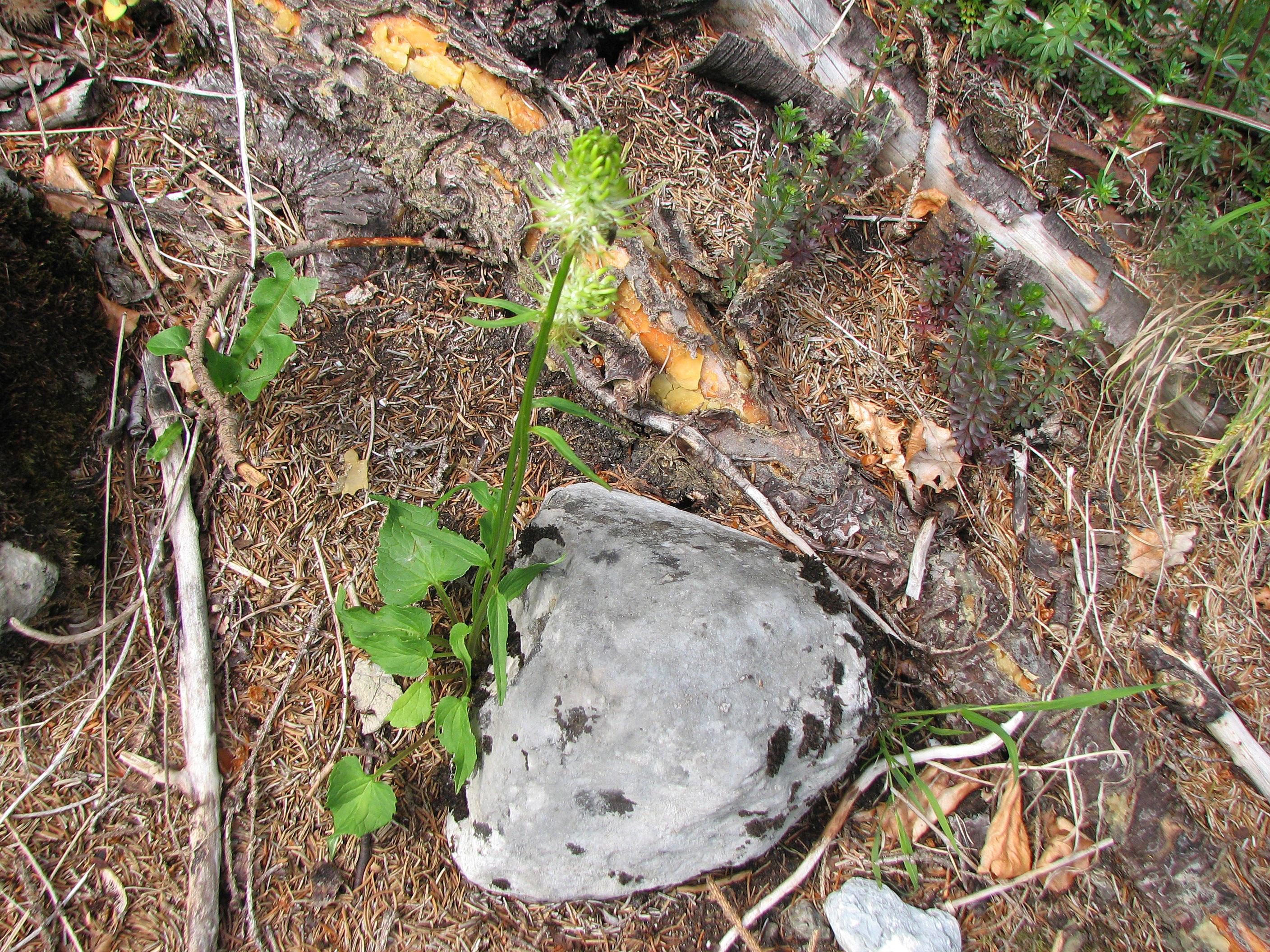 Ährige Teufelskralle