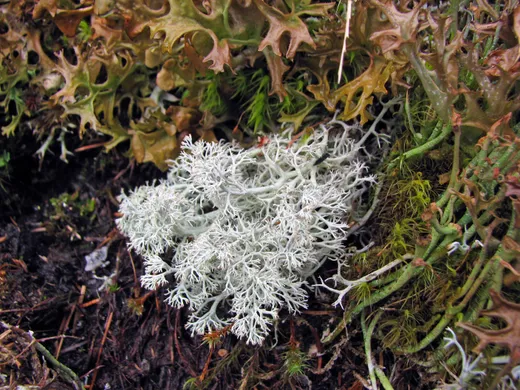 Naturschutz - Flechten und Moose
