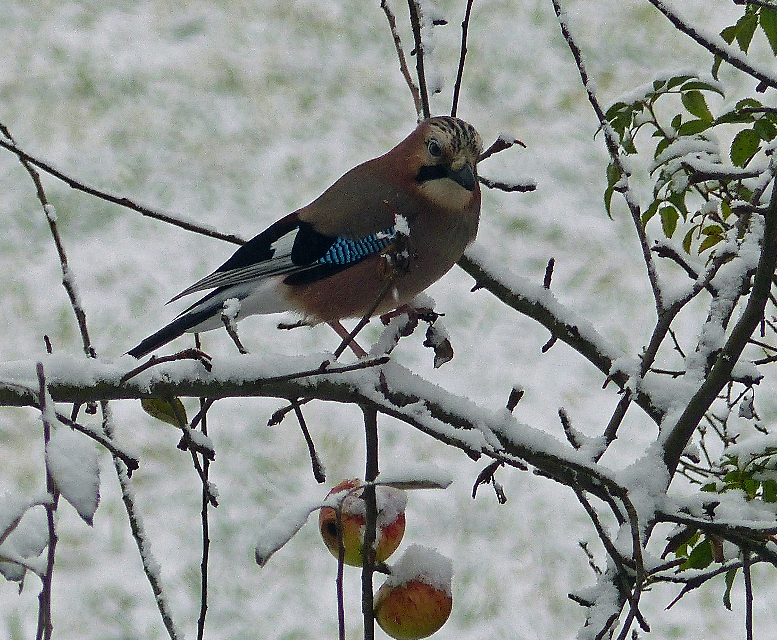 Vogelfutter selber machen