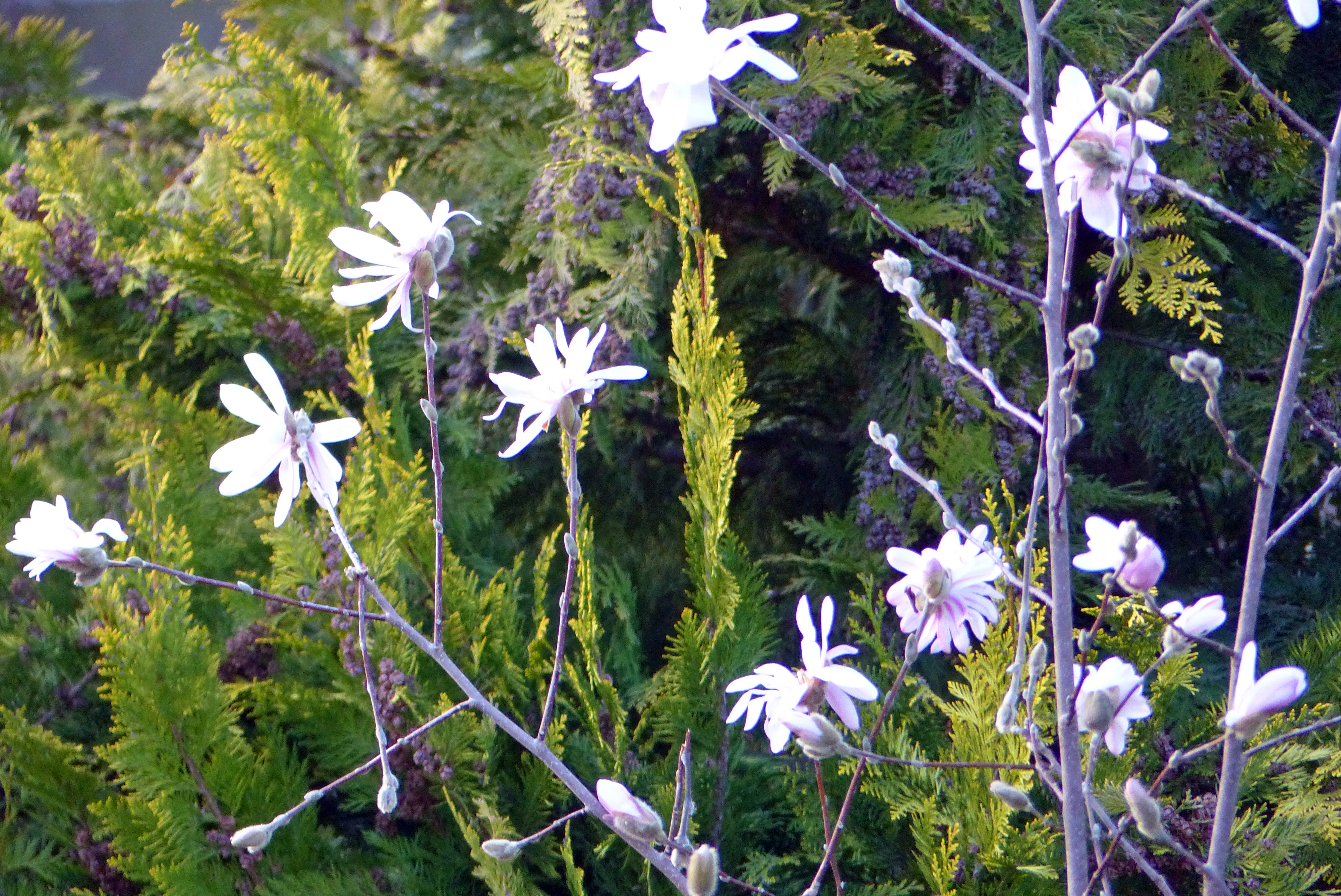 Sternmagnolie