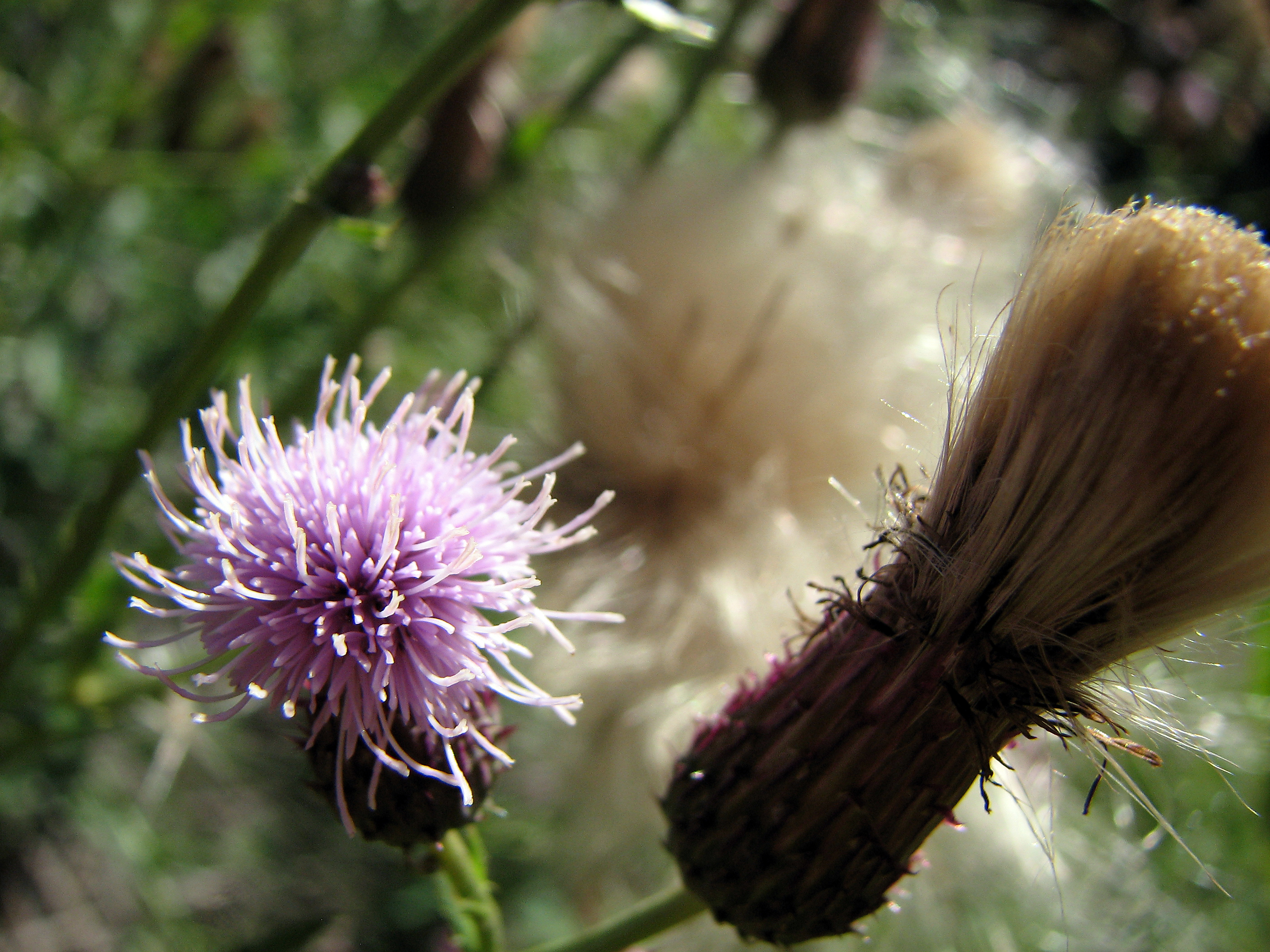 Ackerkratzdistel