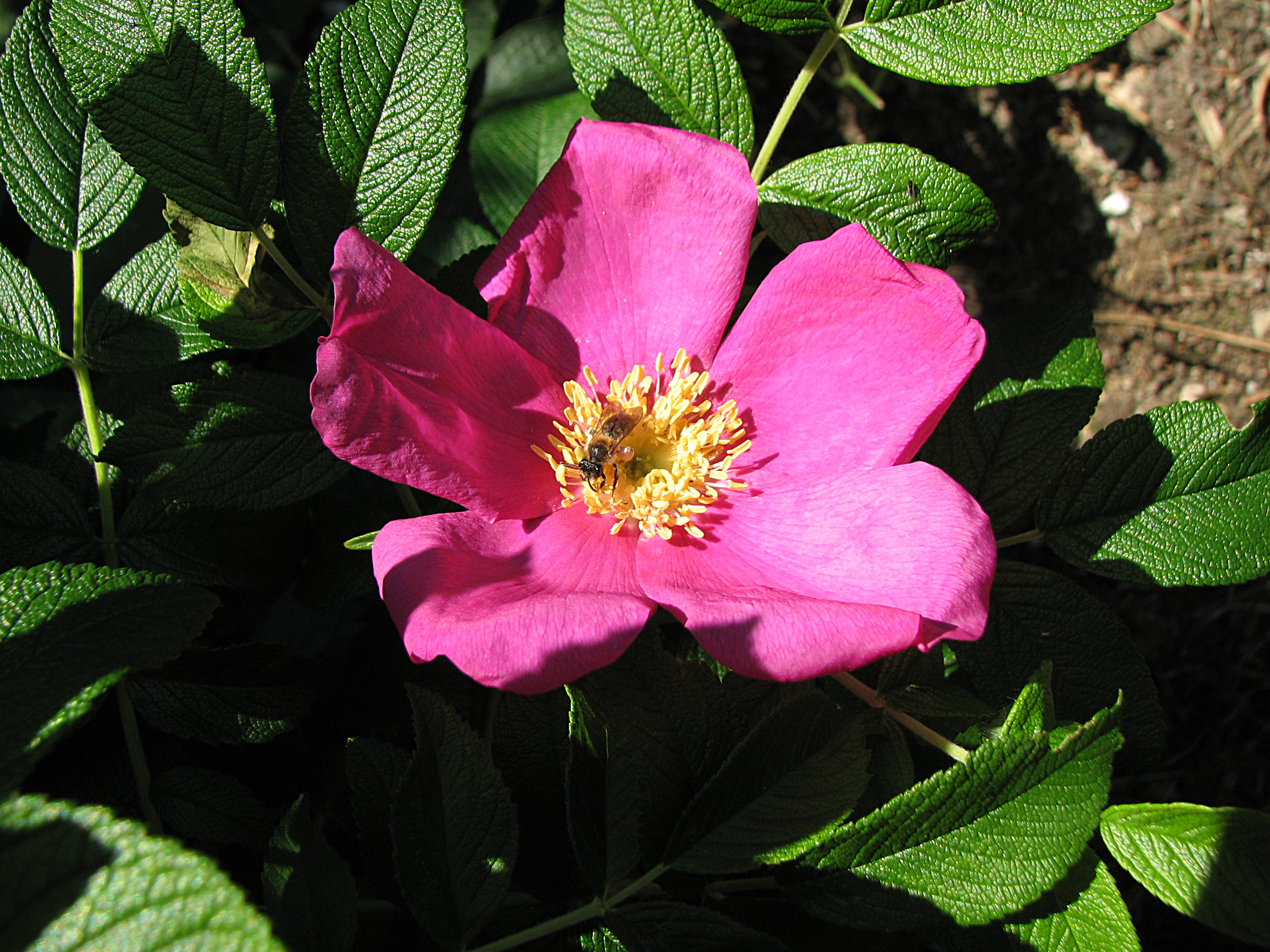 Kartoffelrose-Wildrose