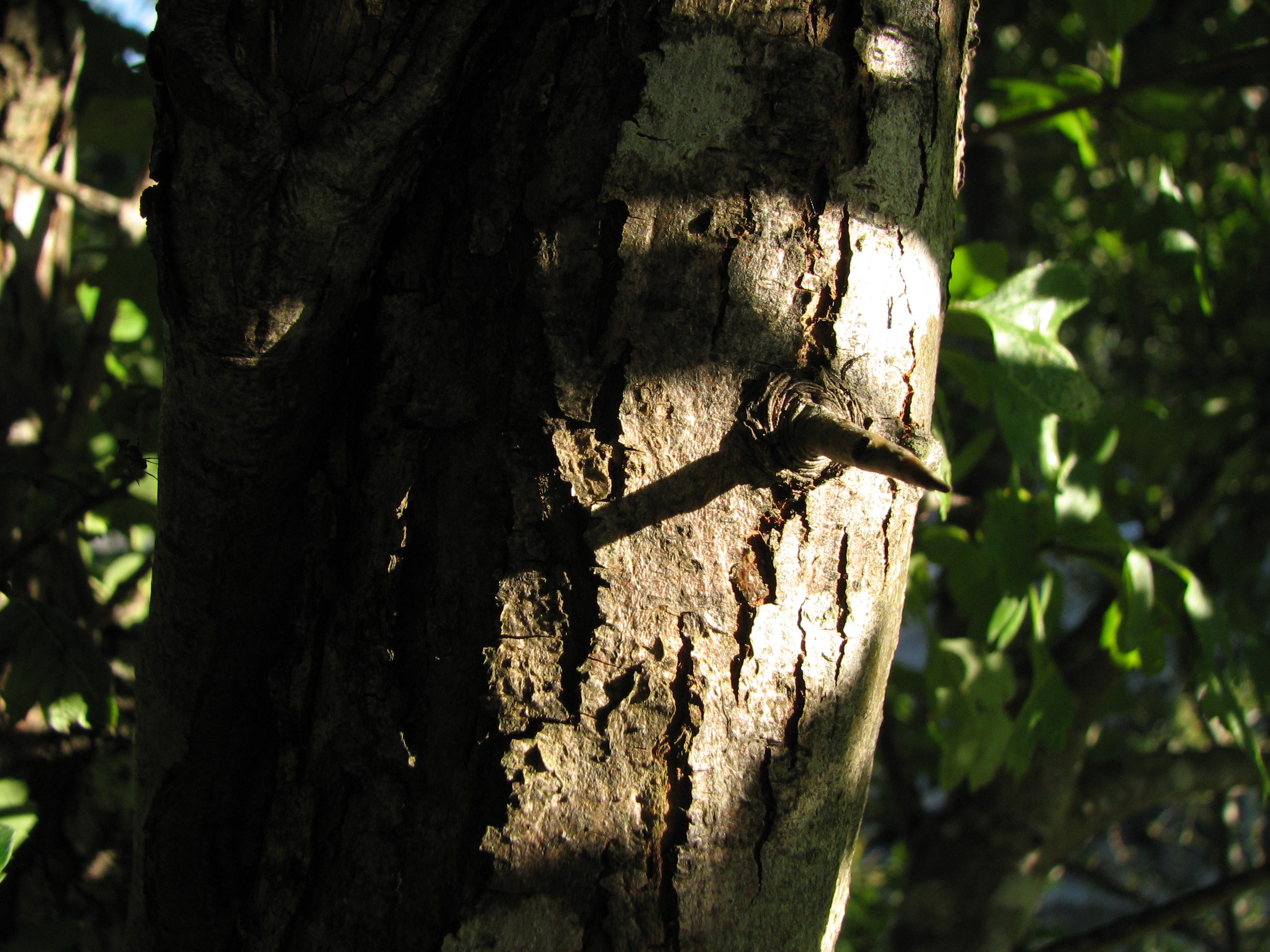 Eingriffeliger Weißdorn