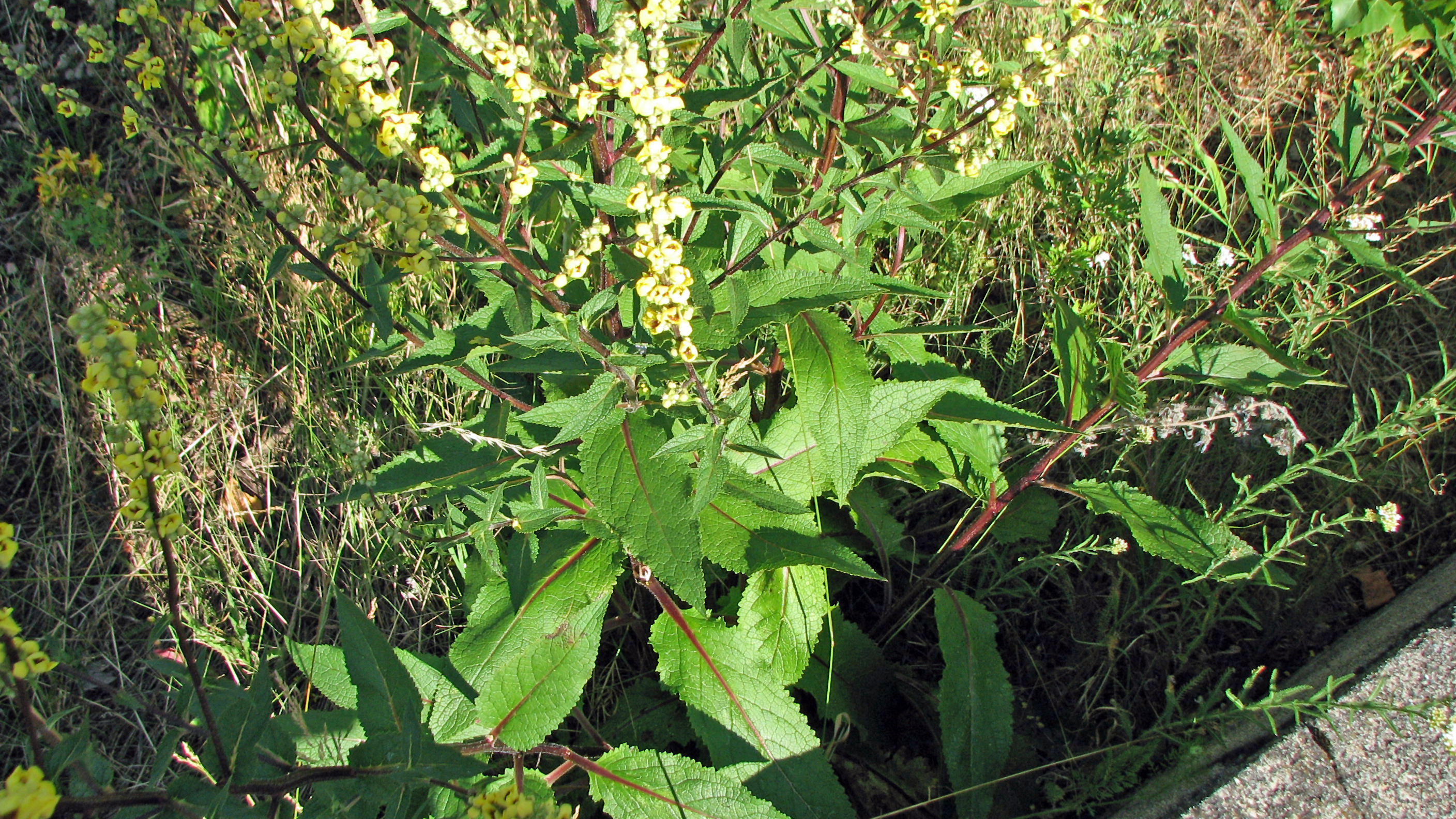 Schwarze Königskerze
