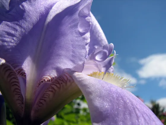 Über ätherische Öle