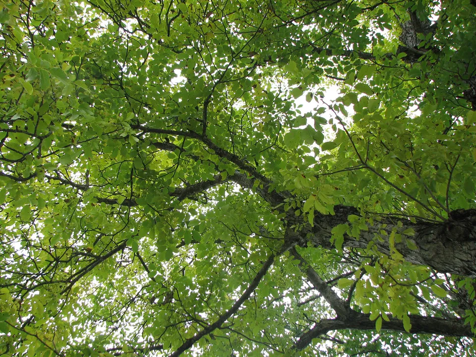 Top insektenvertreibende Pflanzen für Garten und Haus 