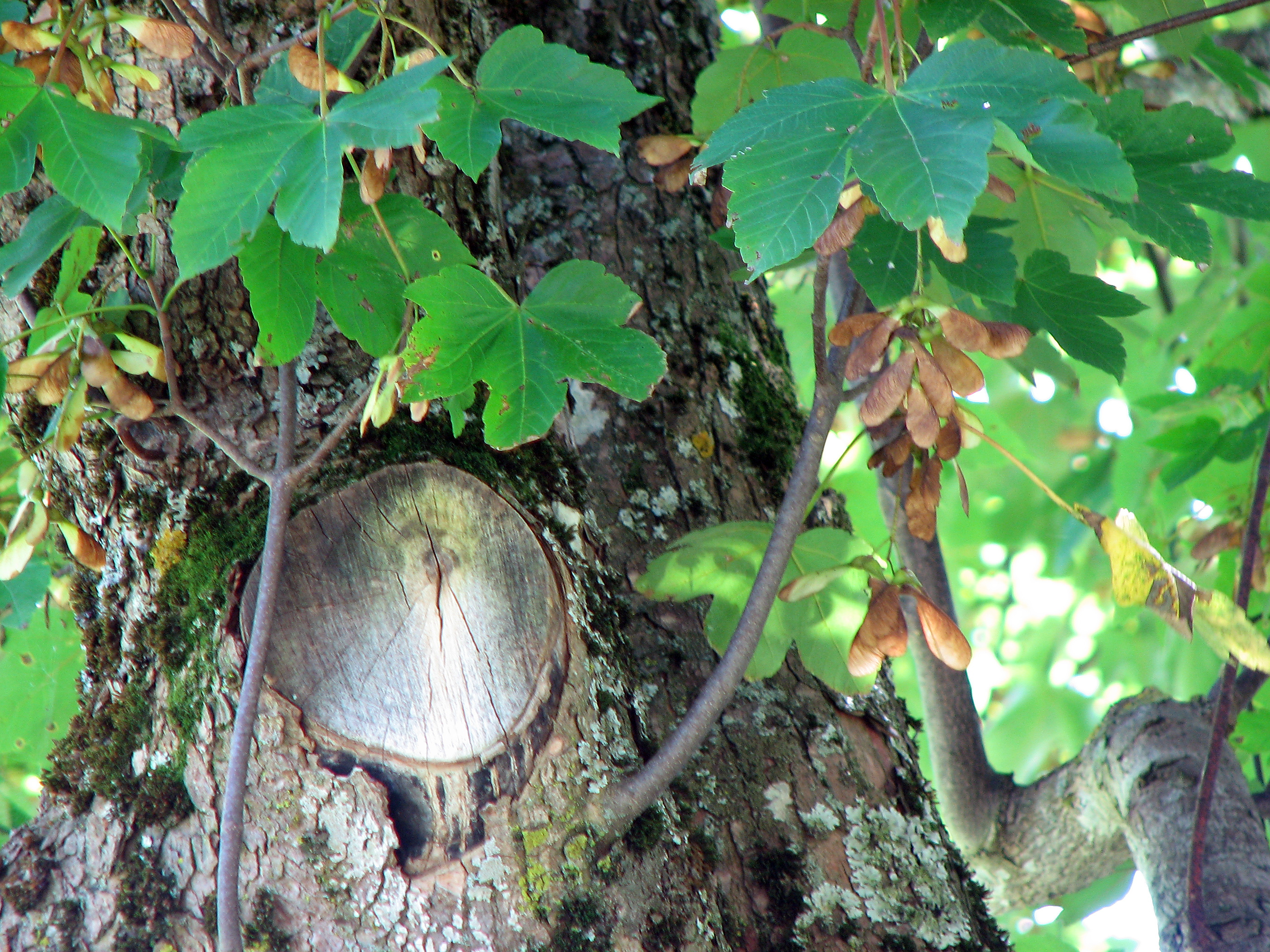 Bergahorn