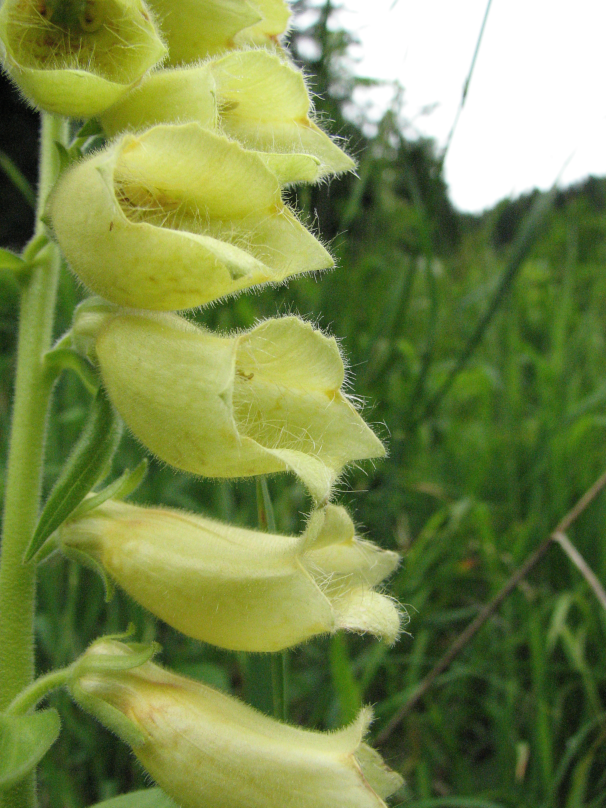 Großblütiger Fingerhut