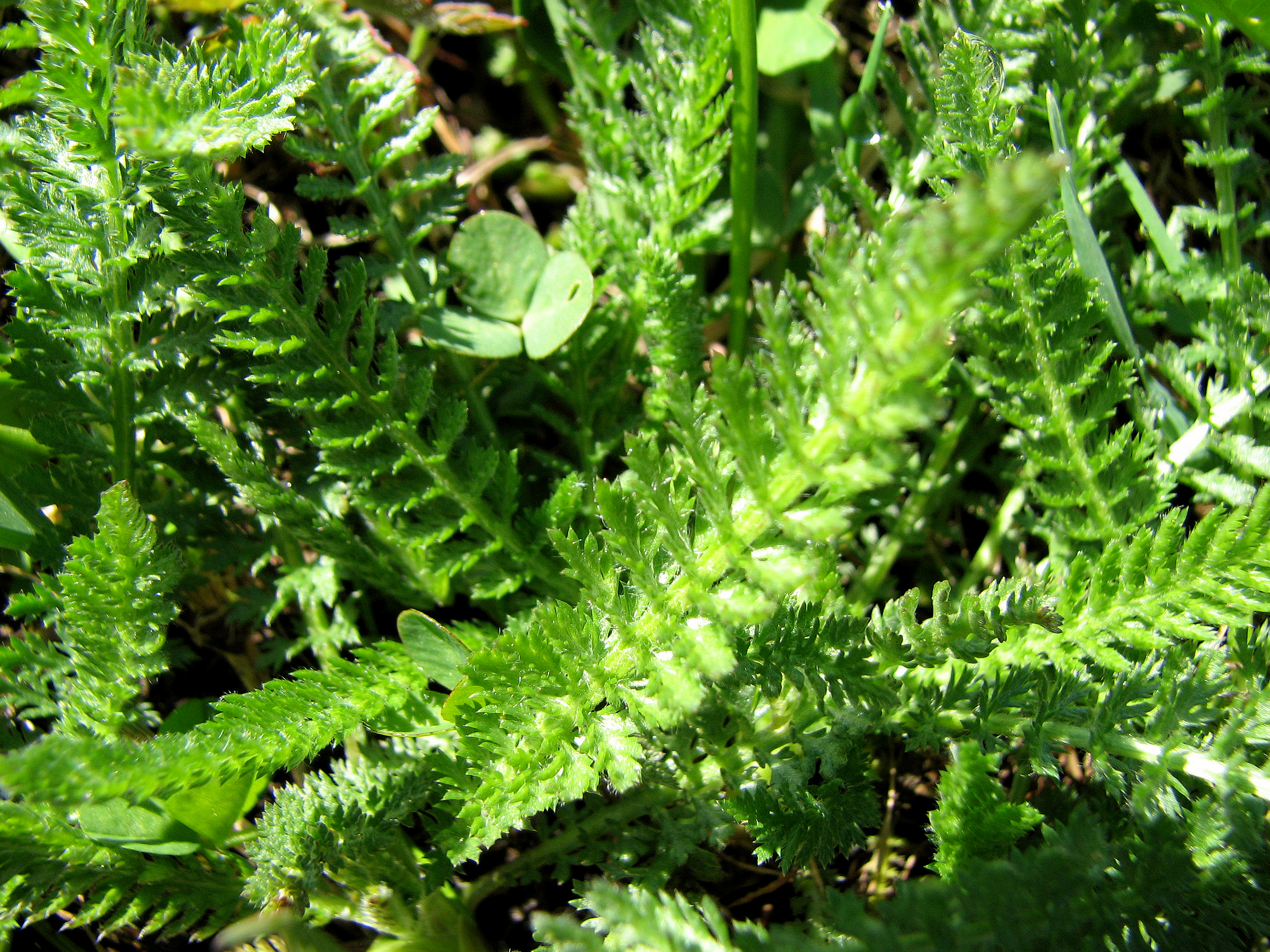 Gewöhnliche Schafgarbe