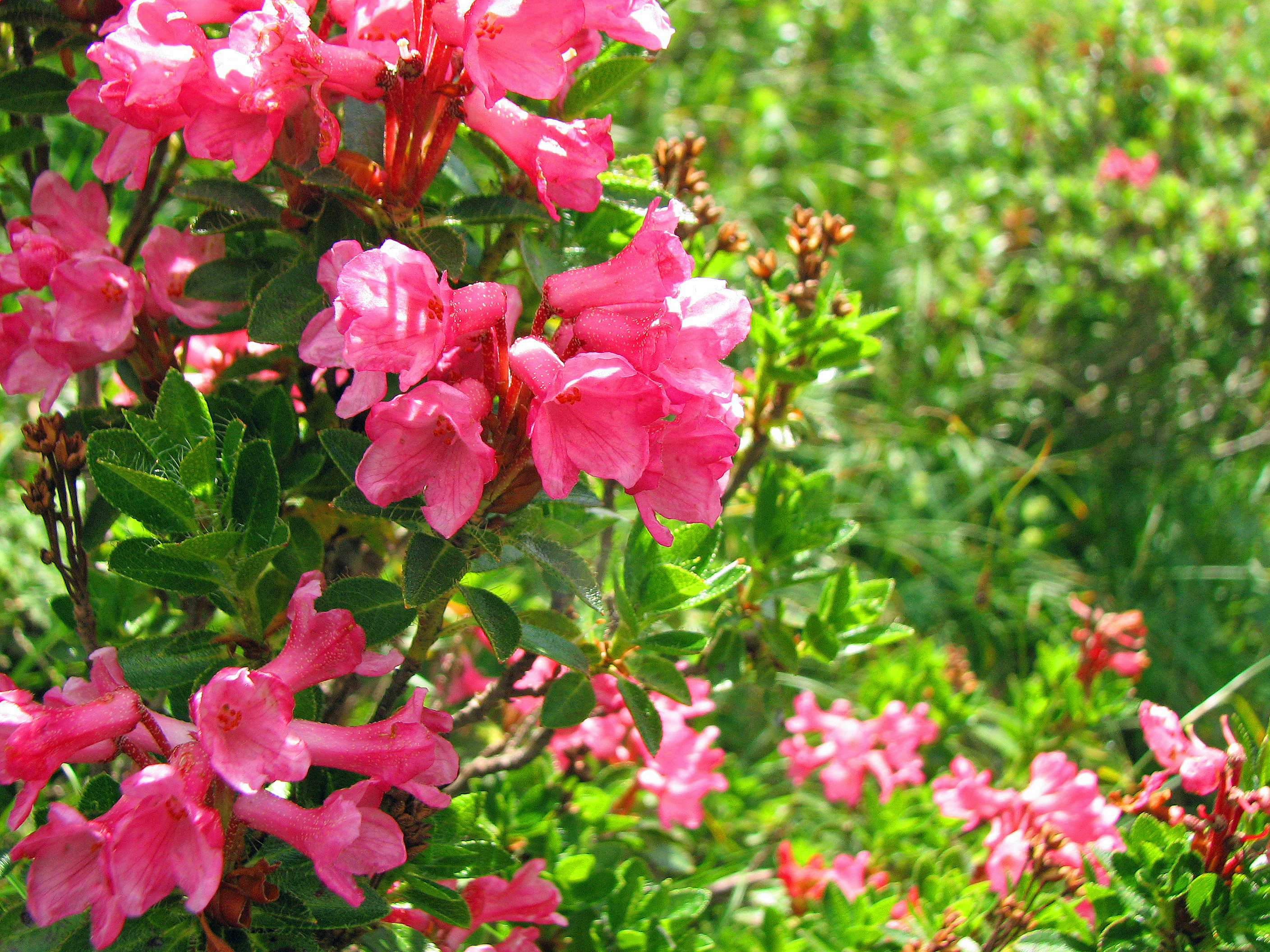 Bewimperte Alpenrose