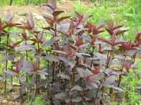 Gartenmelde