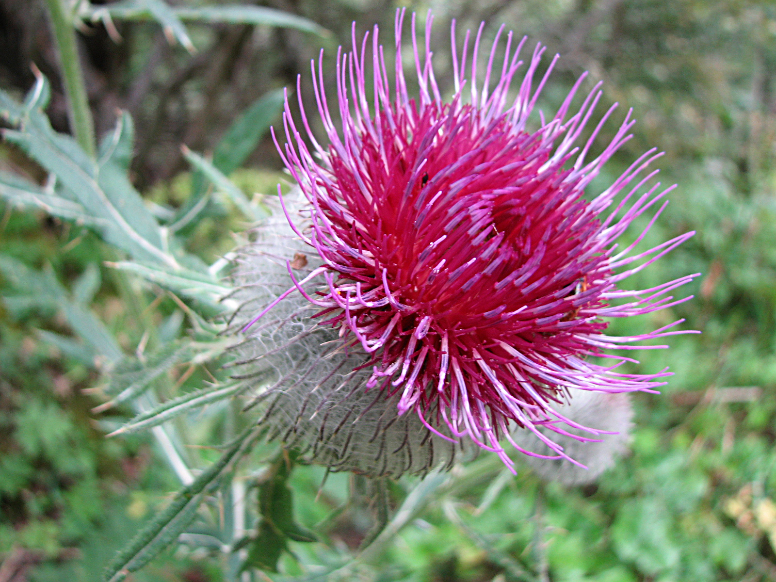 Wollkopfkratzdistel